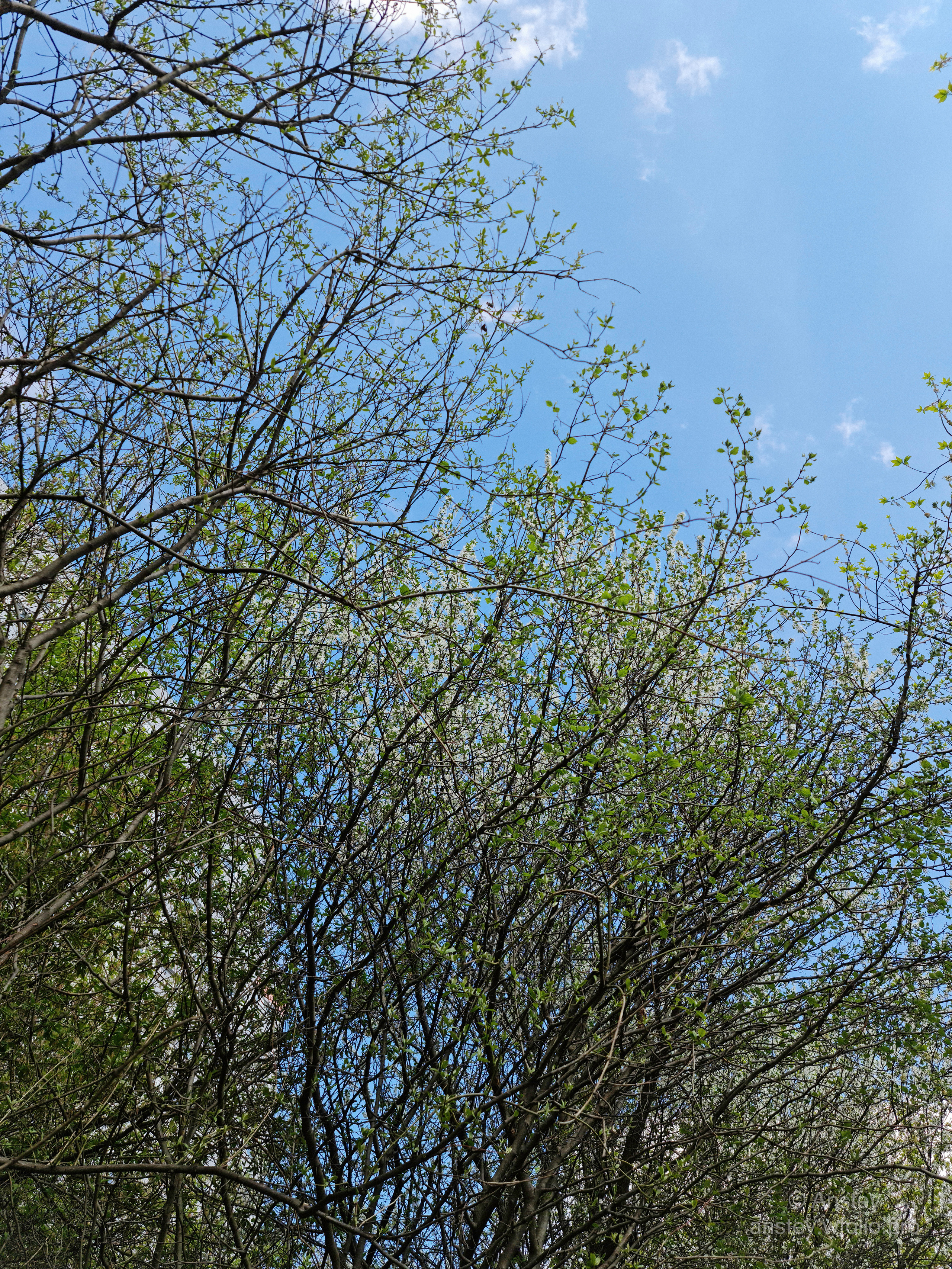 Весенние деревья на фоне голубого неба