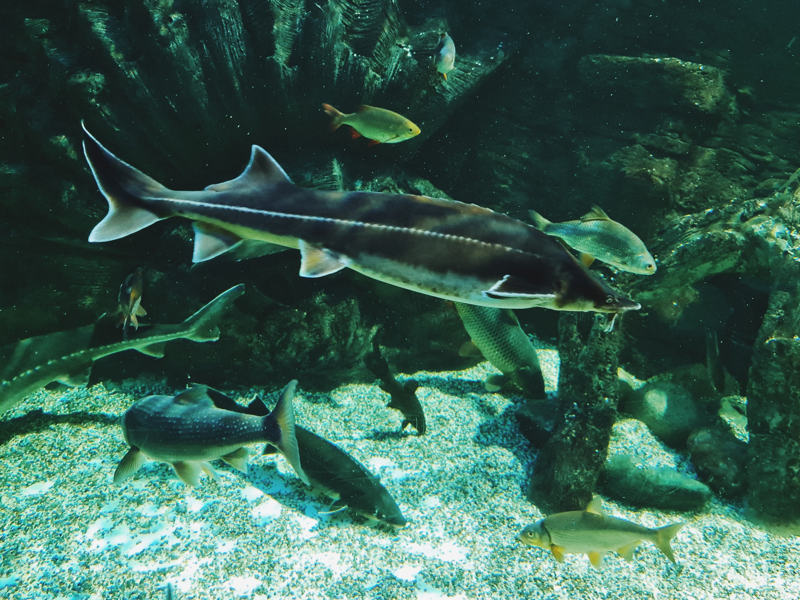 Москвариум на ВДНХ, фото