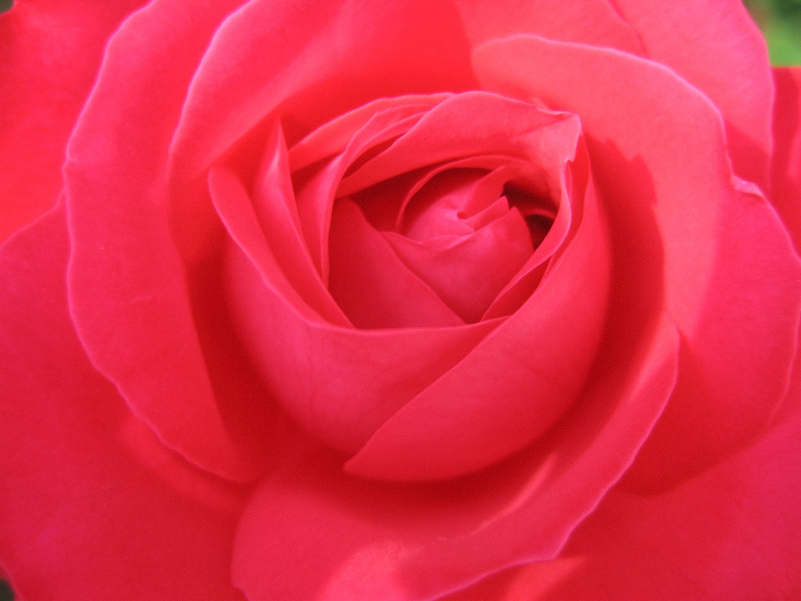 Лето на даче в деревне