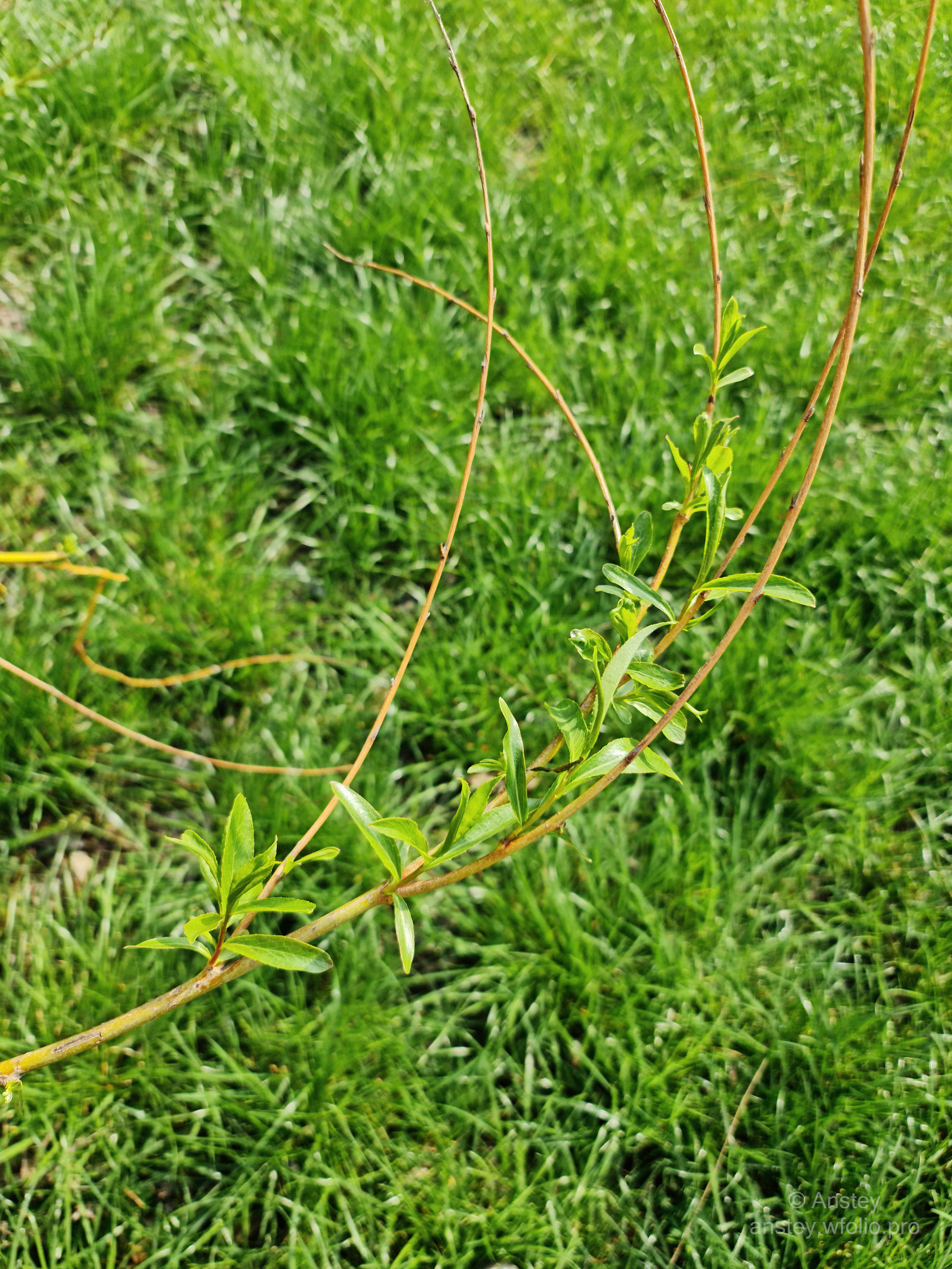 Ветка дерева с молодыми зелёными листьями на фоне зелёной травы