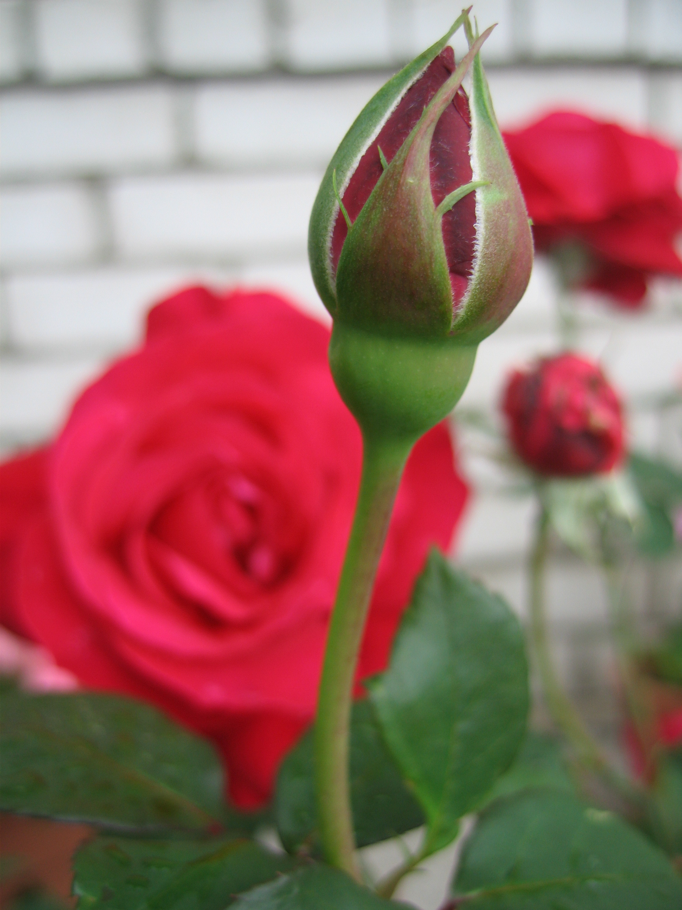 Лето на даче в деревне