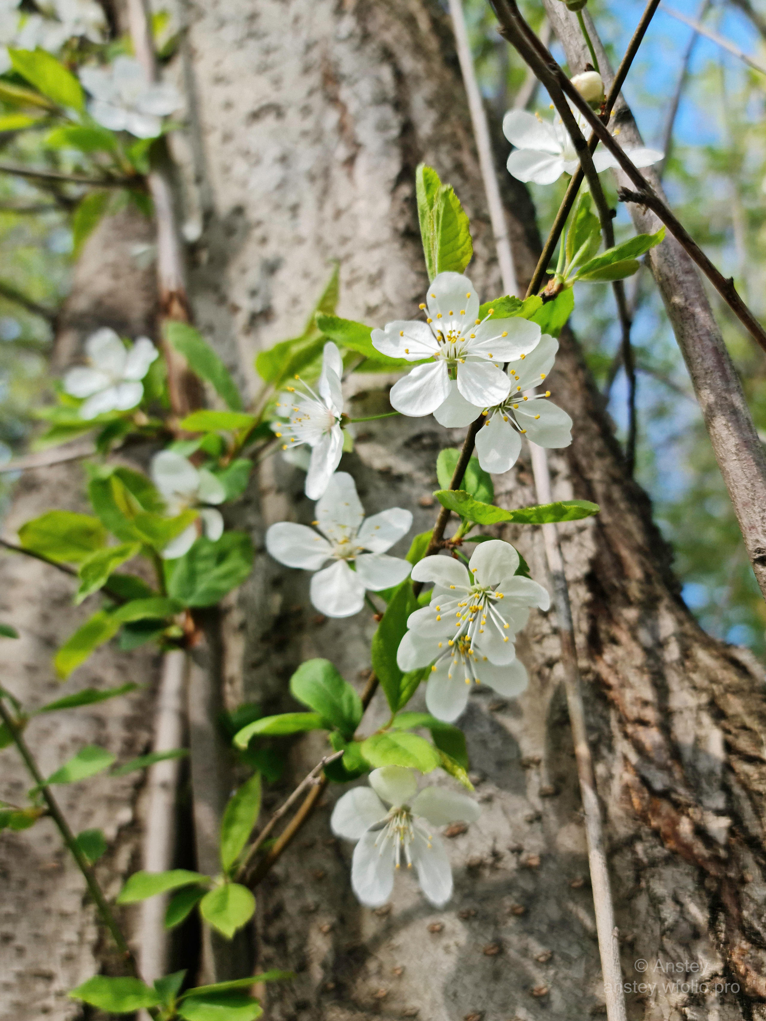 Белые весенние цветы на фоне ствола дерева