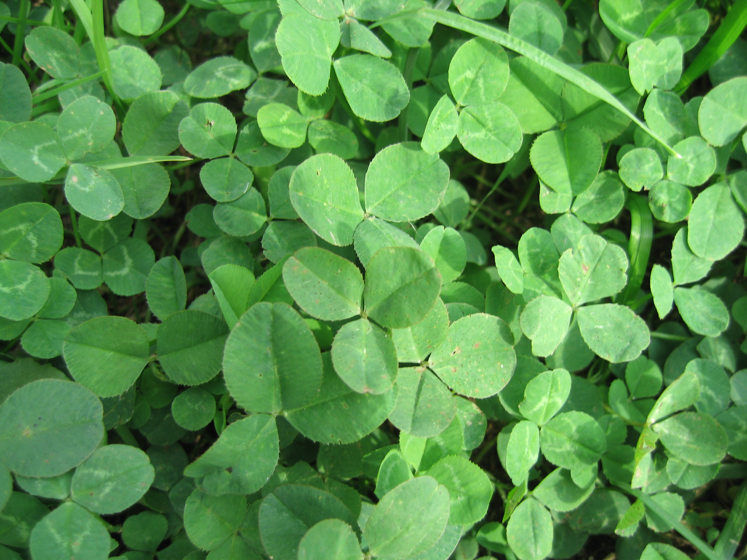 Лето на даче в деревне