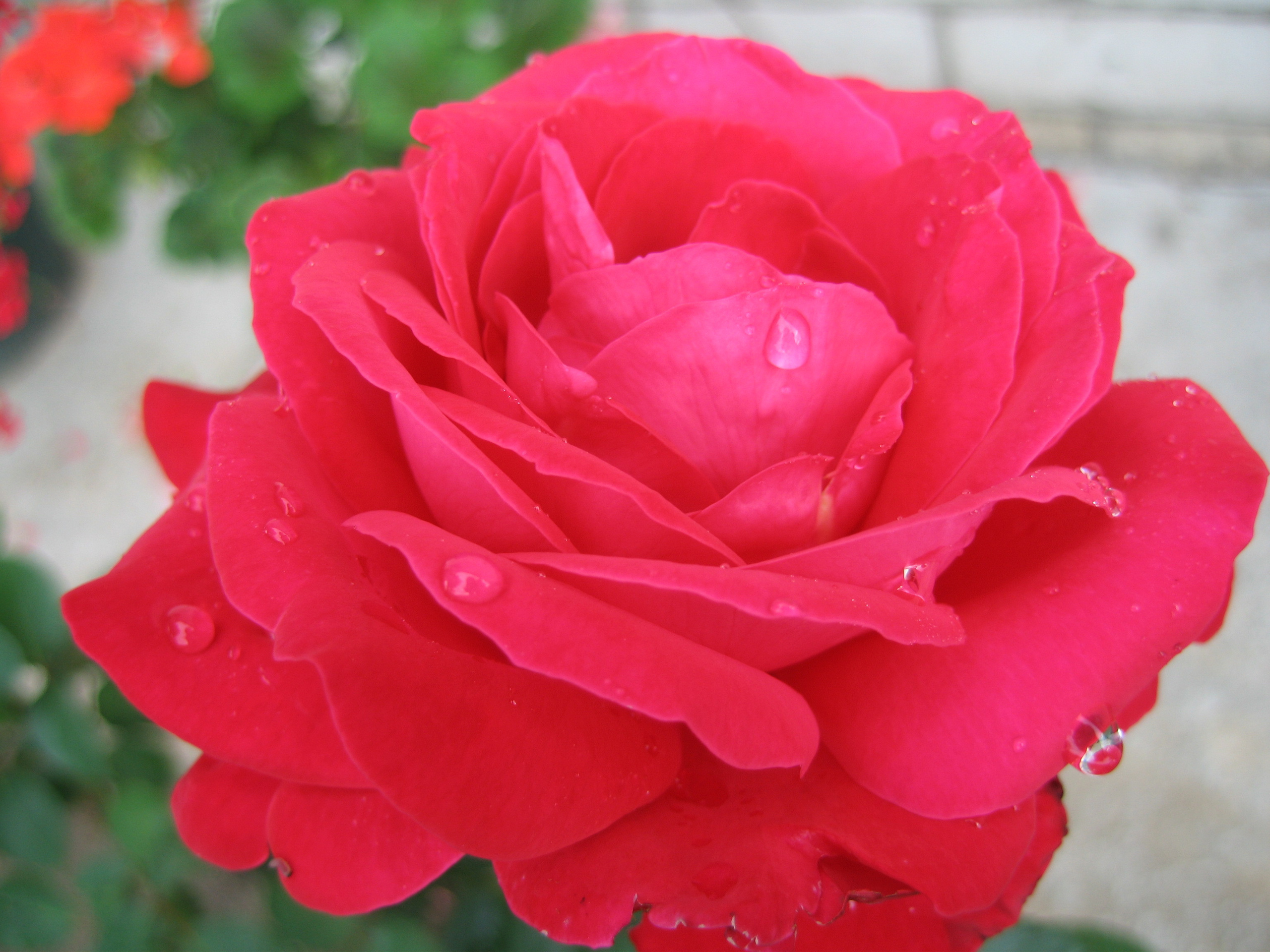 Лето на даче в деревне