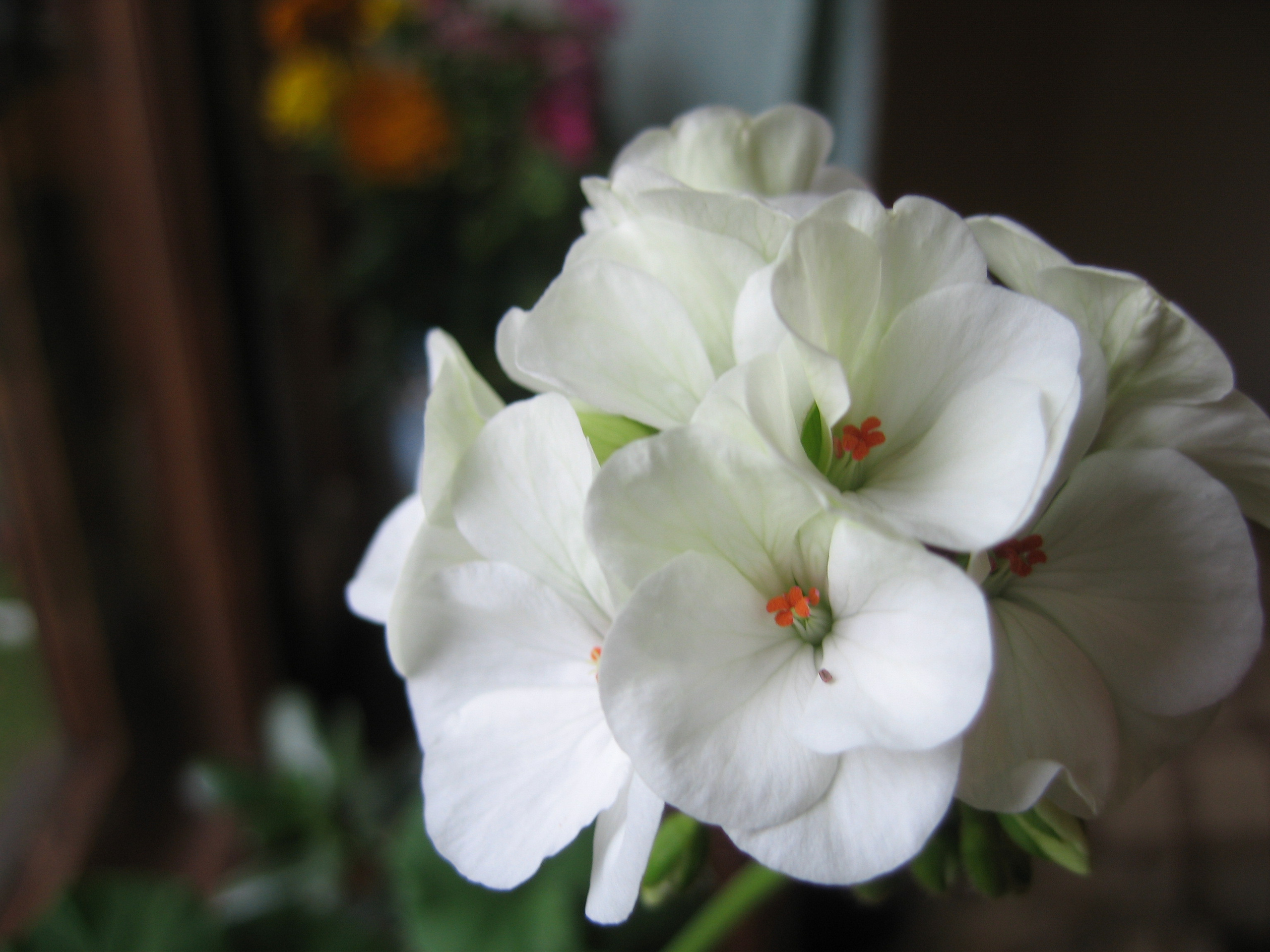 Лето на даче в деревне