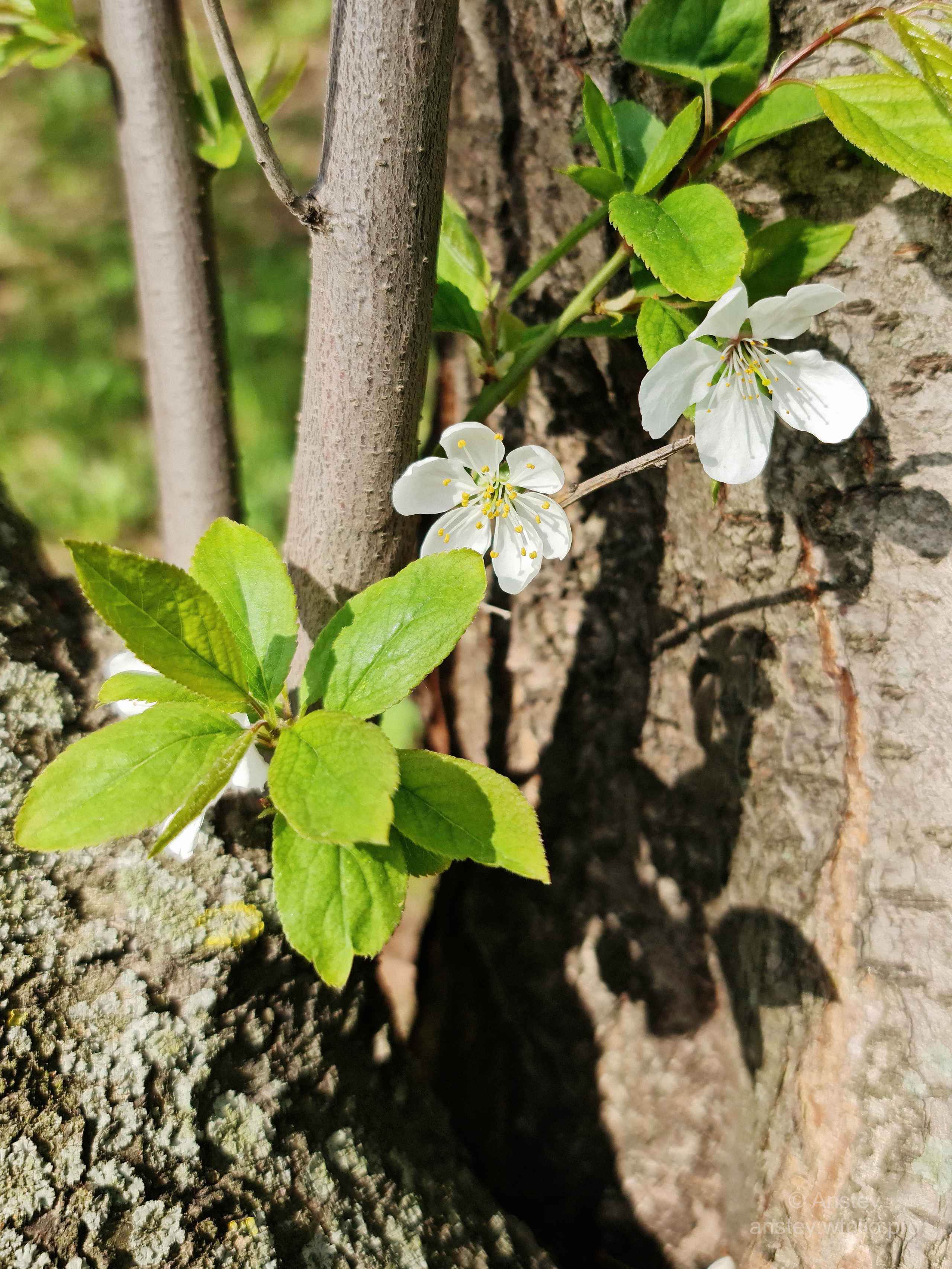 Весенние цветы и листья