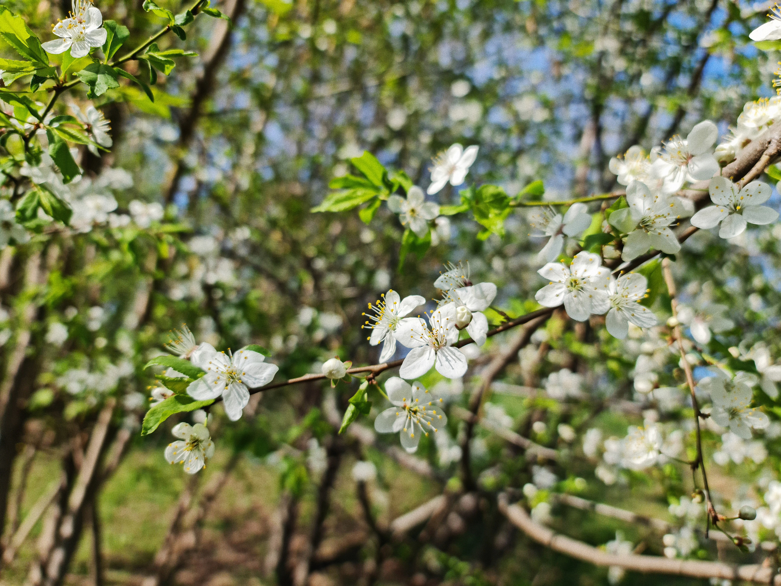 Красивые весенние цветы на деревьях, эстетика обои.