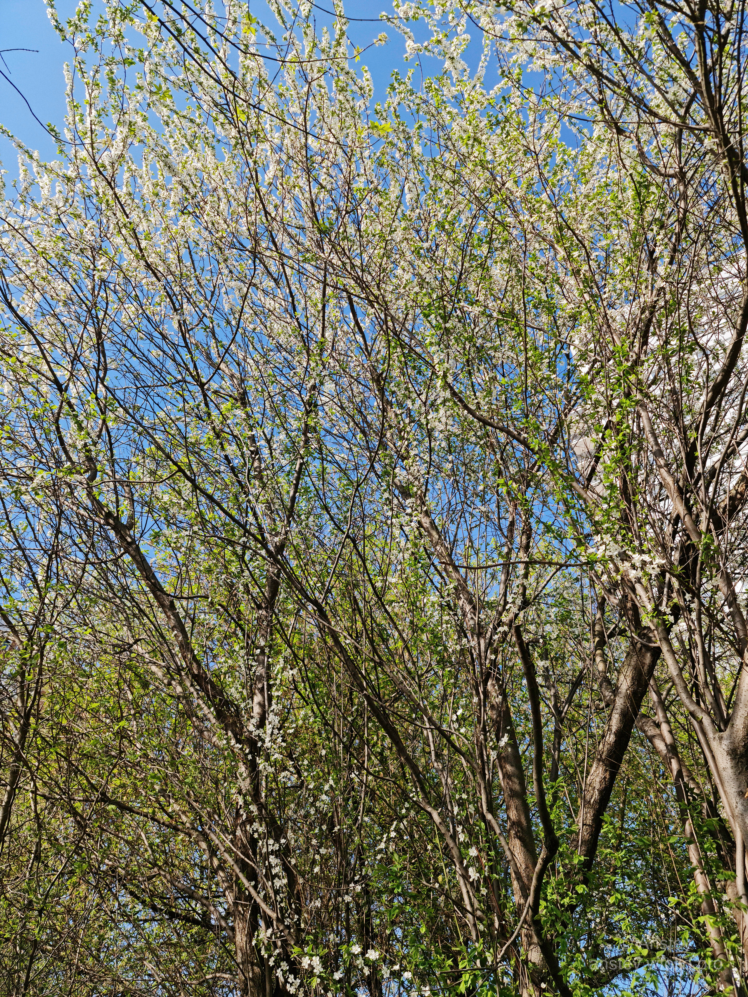 Весенняяя природа, деревья весной