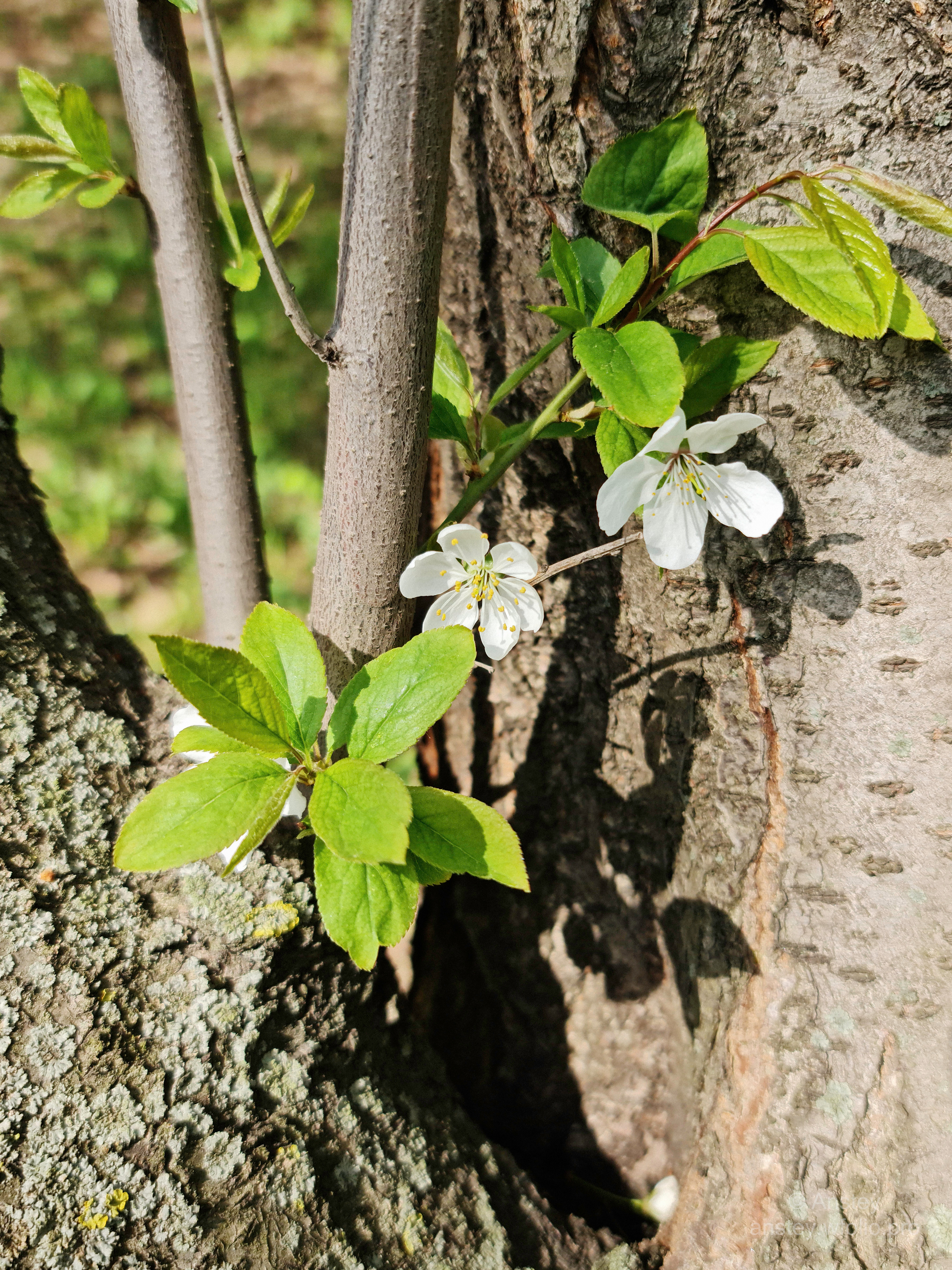 Белые весенние цветы и зеленые листья