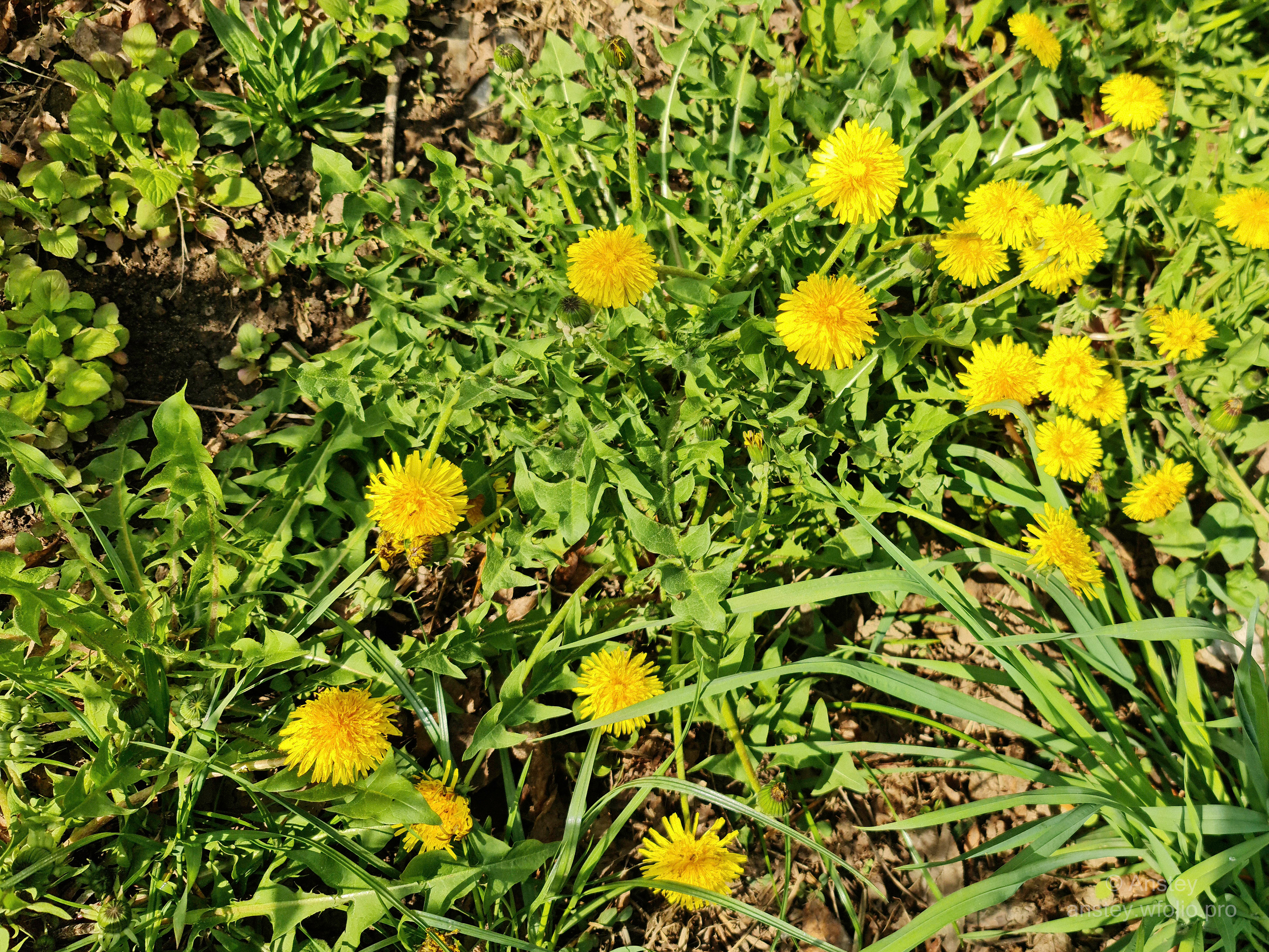 Жёлтые одуванчики в зелёной траве весной в солнечный день