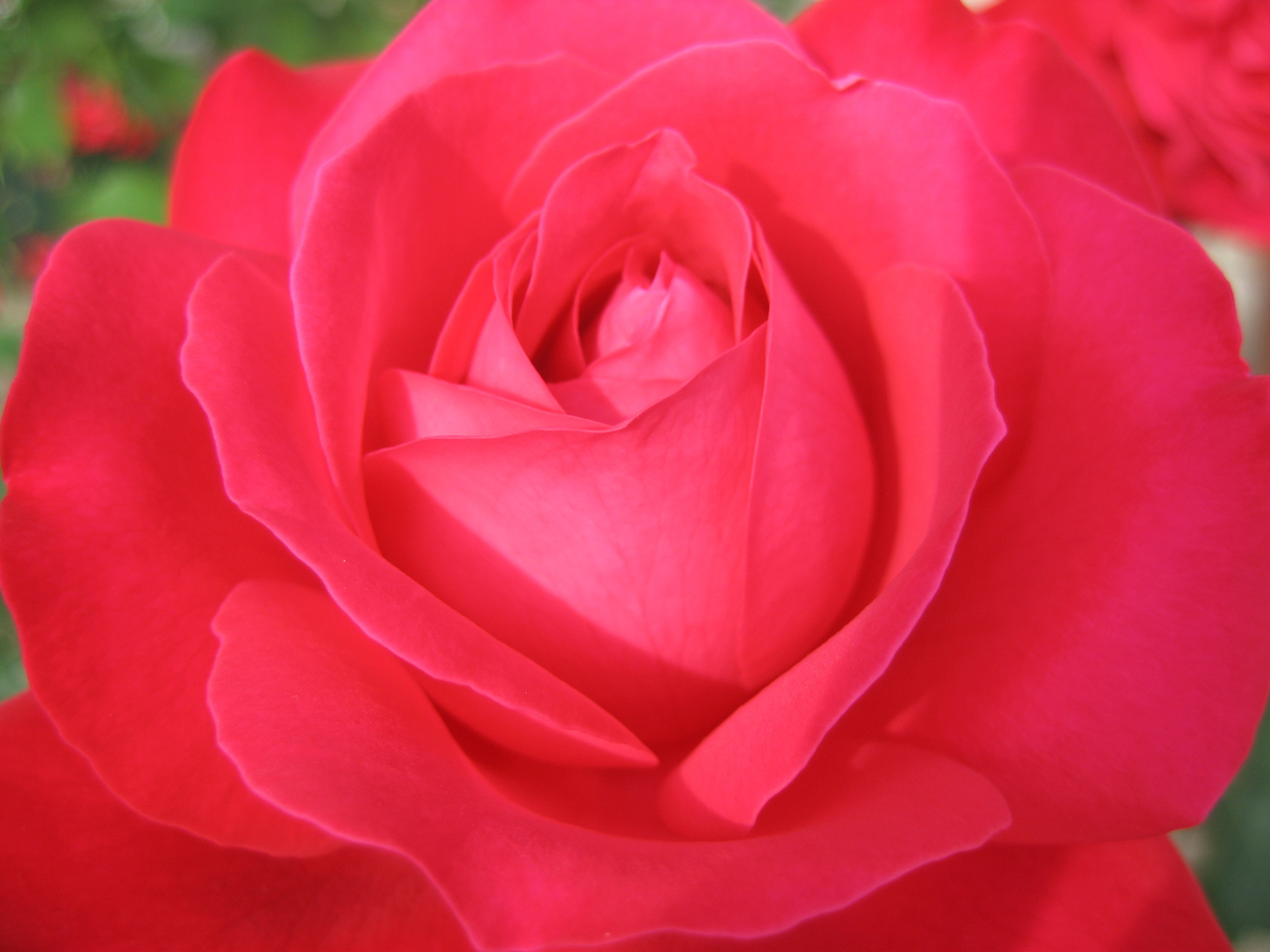 Лето на даче в деревне