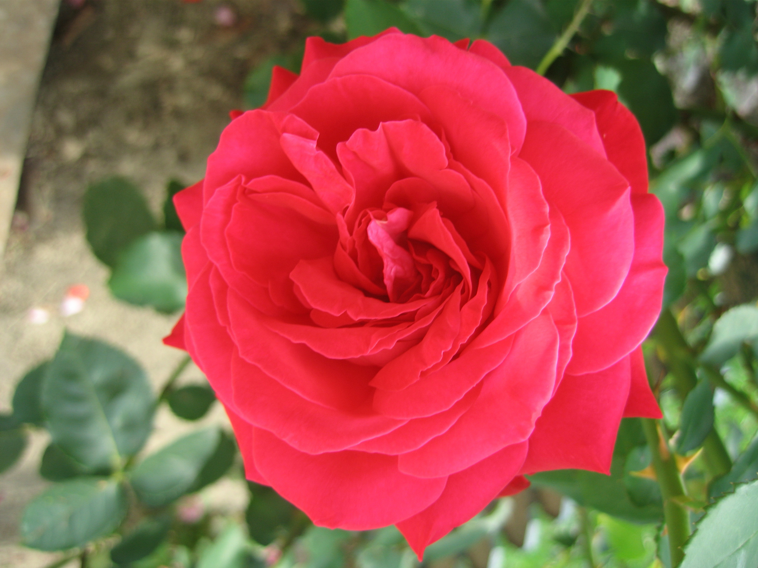 Лето на даче в деревне