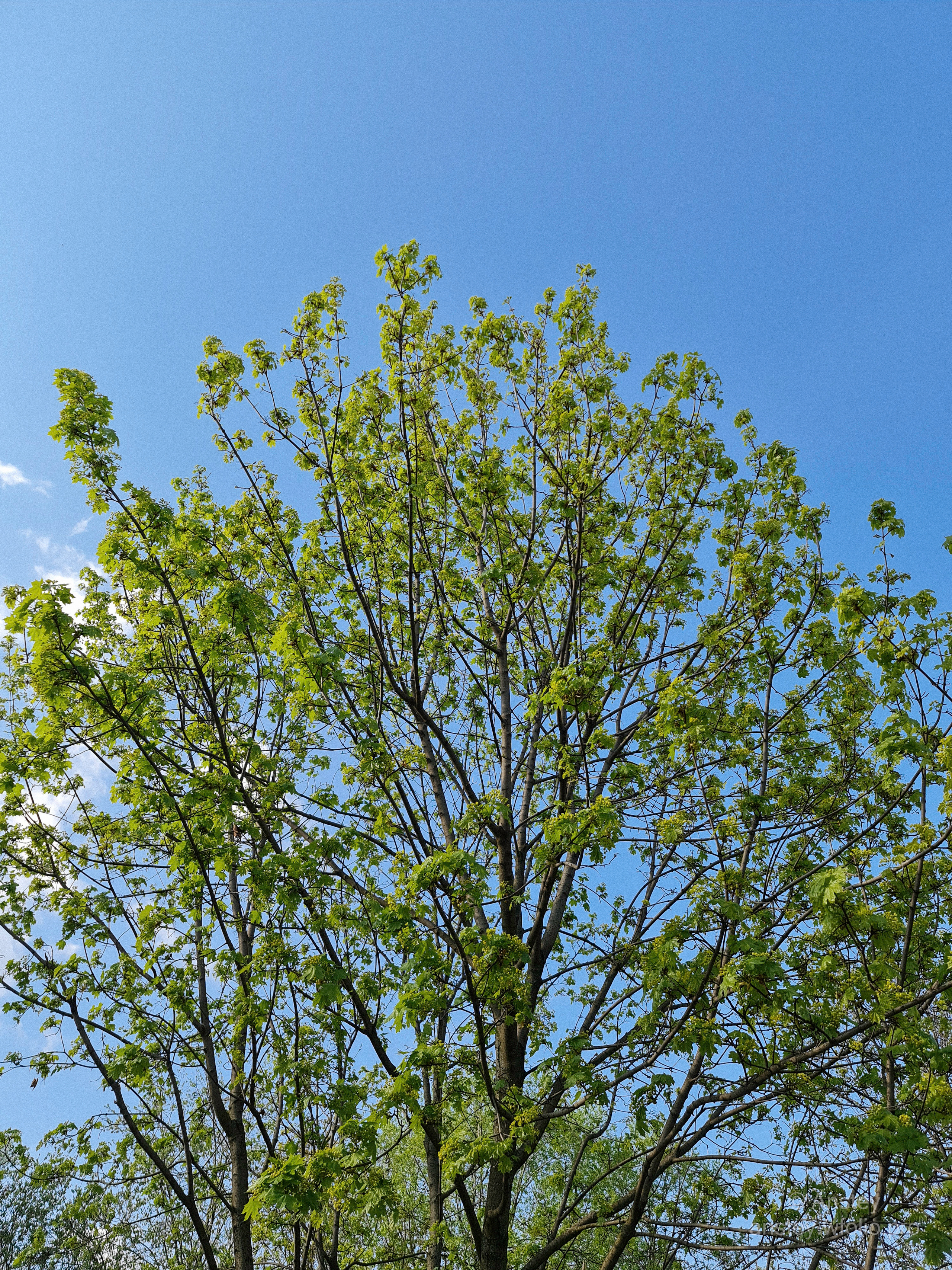 Весеннее дерево на фоне чистого голубого неба