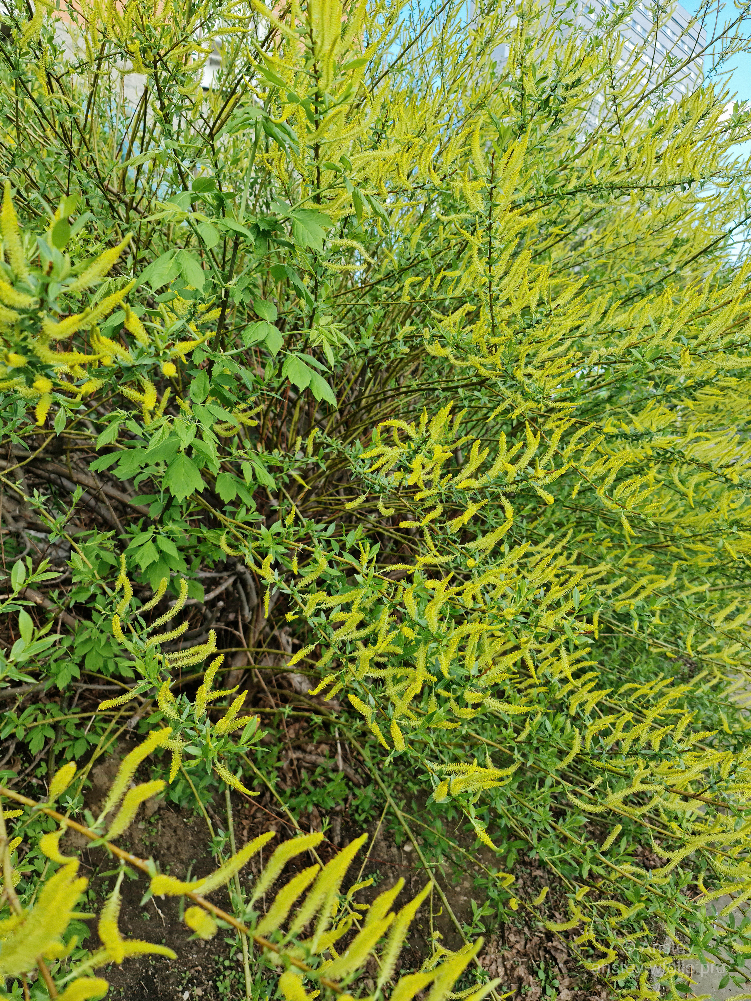 Жёлтый цветущий куст весной