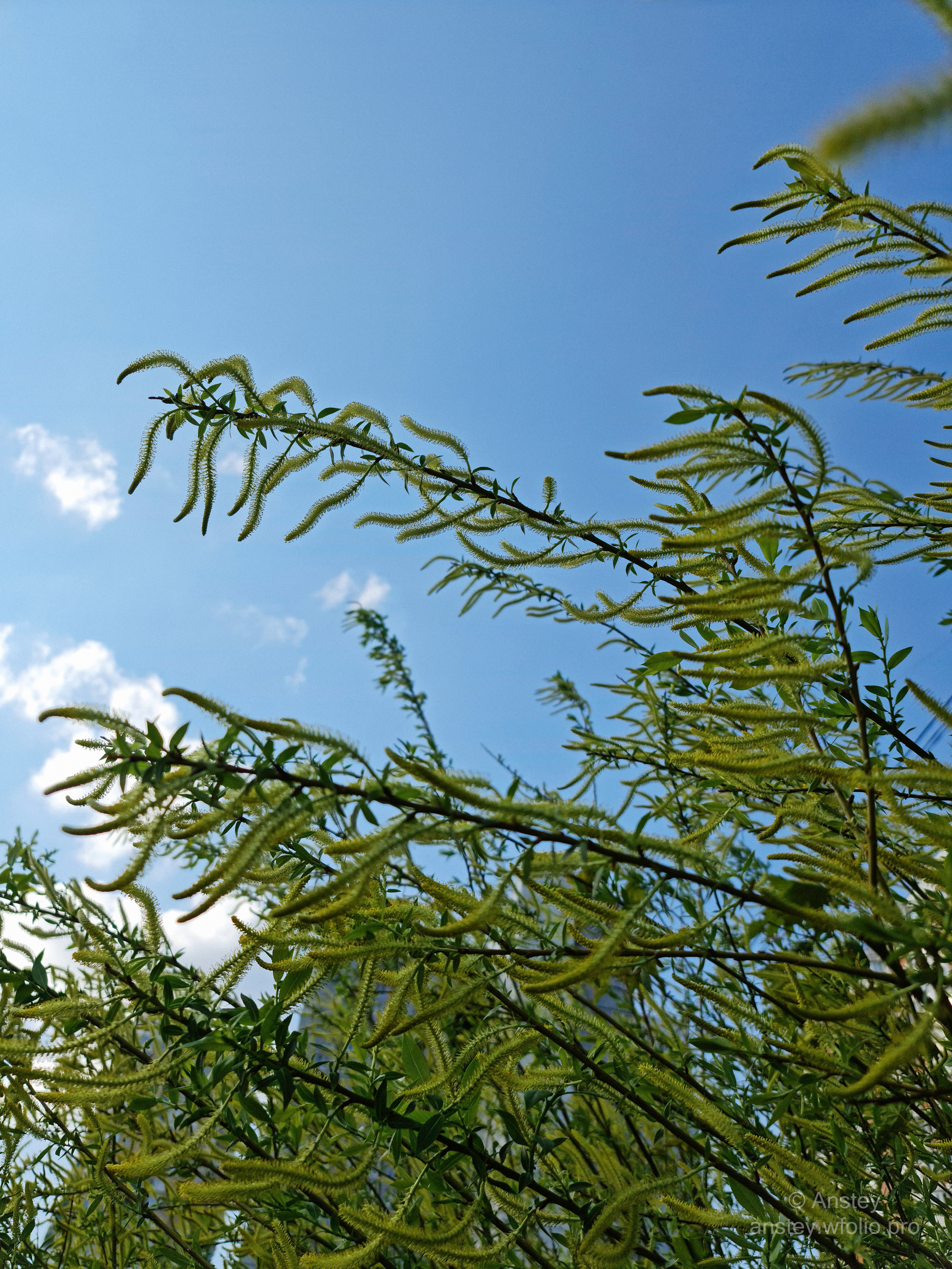 Растения весной на фоне голубого неба