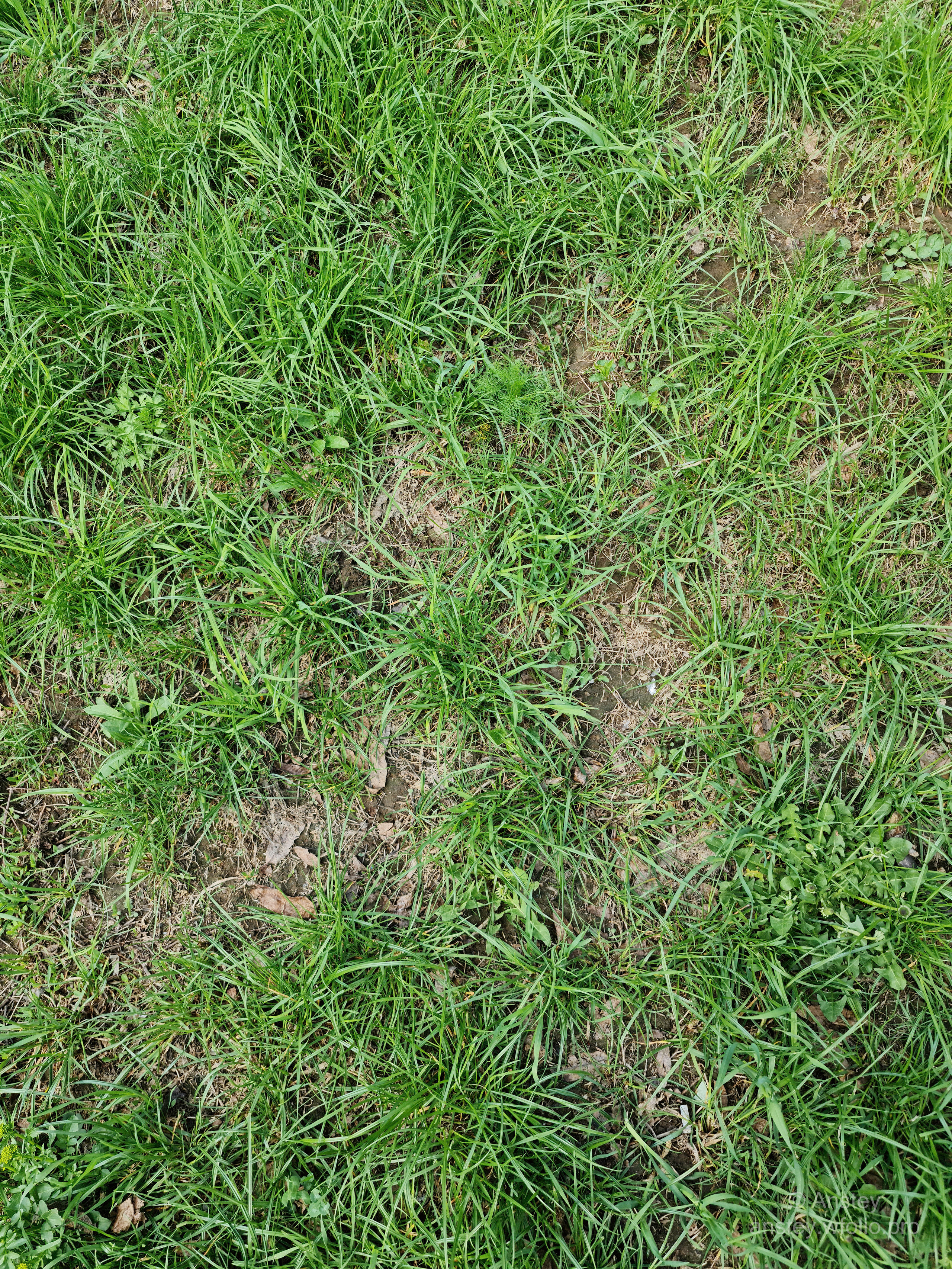 Зелёная трава весной