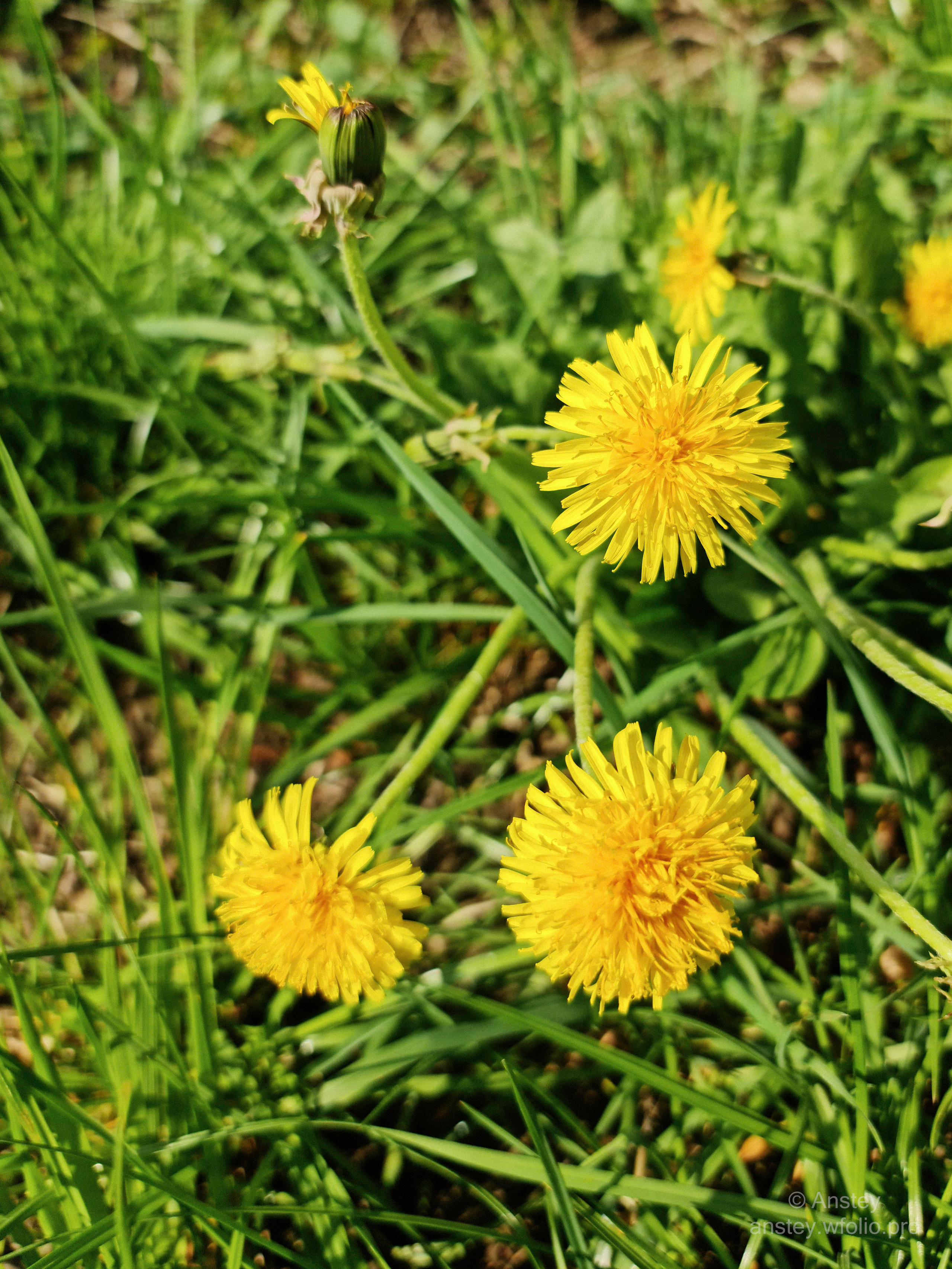 Жёлтые одуванчики крупным планом в зелёной траве весной