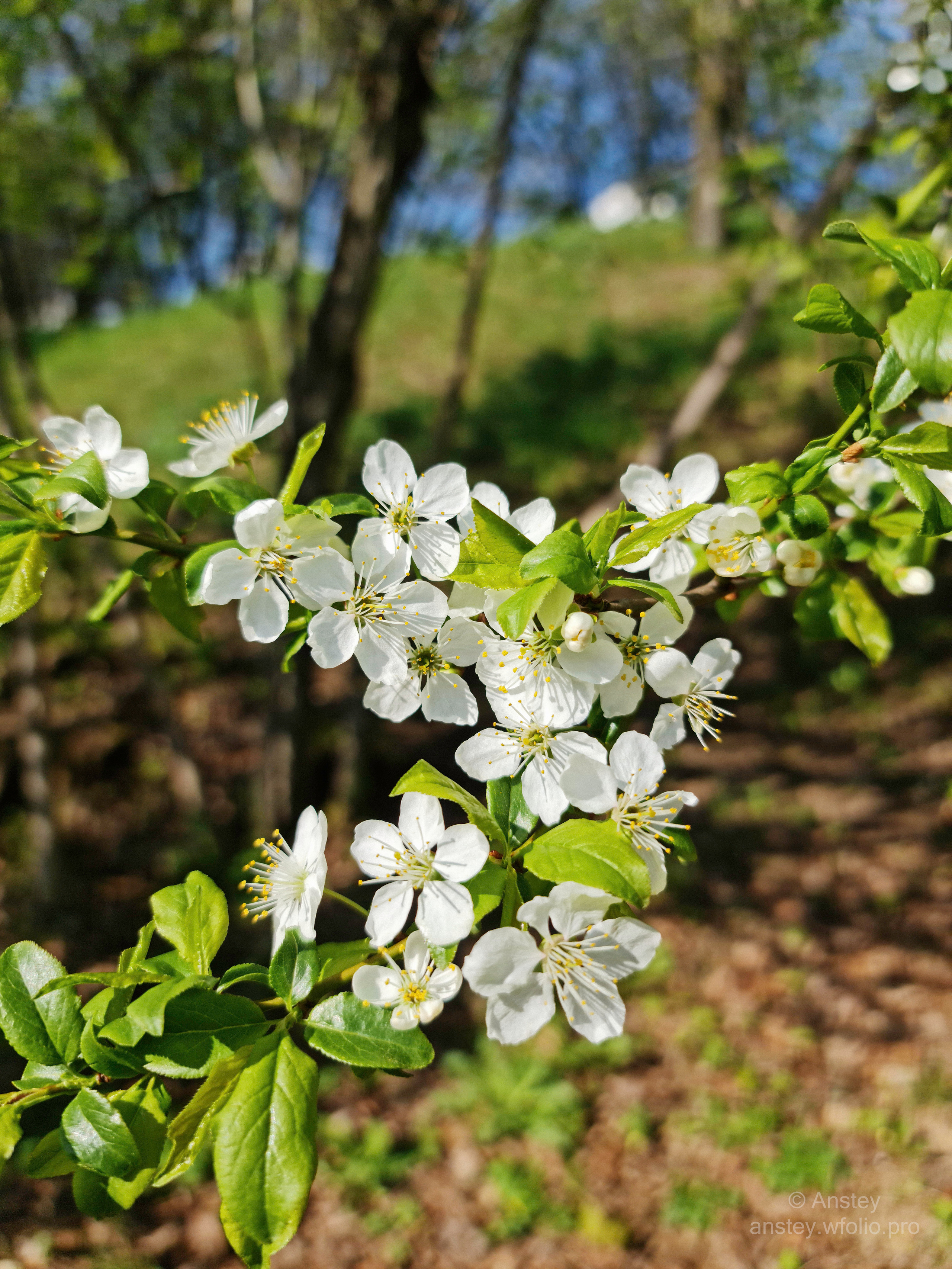 Цветущая ветка дерева весной. Природный весенний растительный цветочный фон.