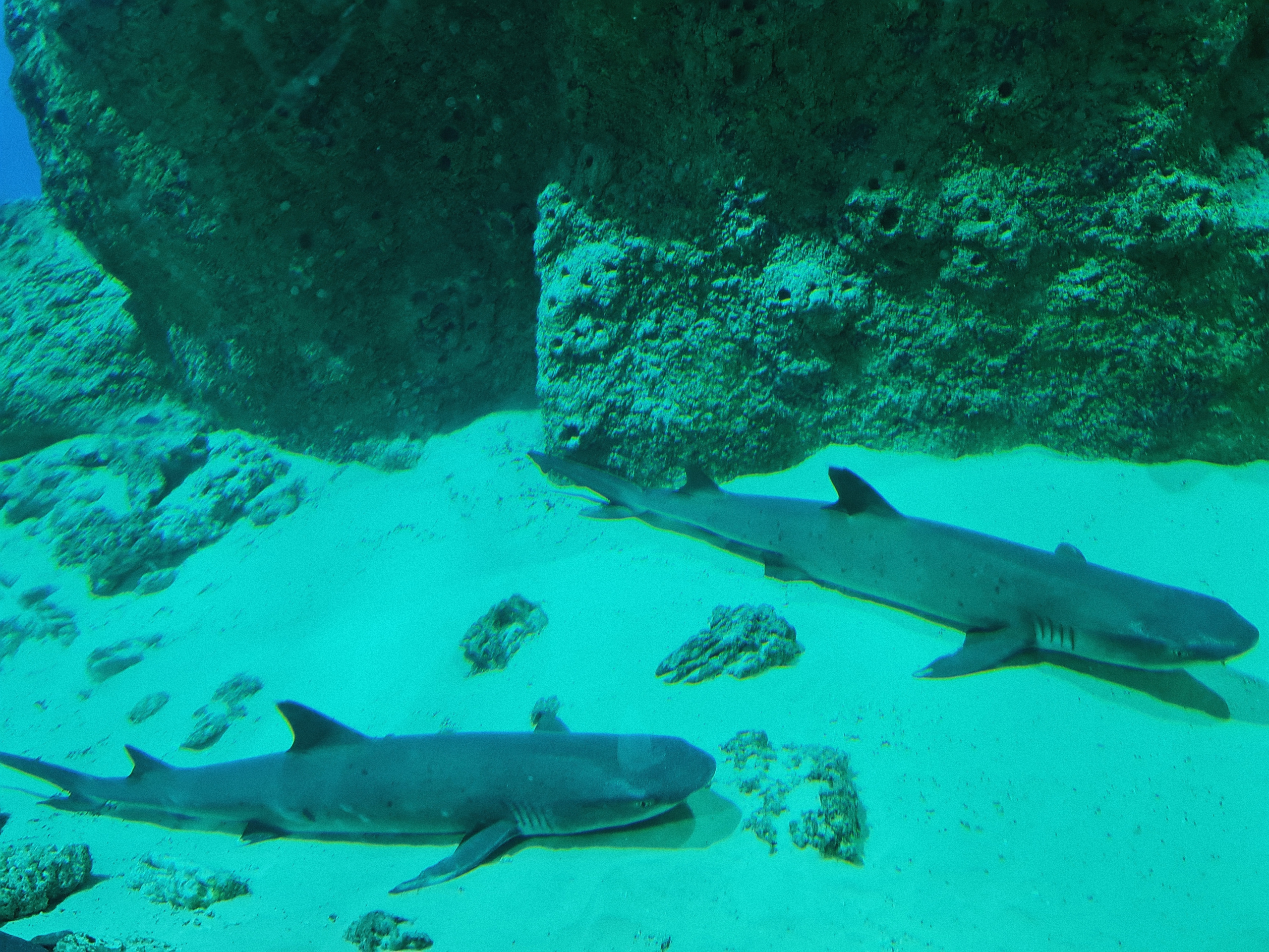 Москвариум на ВДНХ, фото