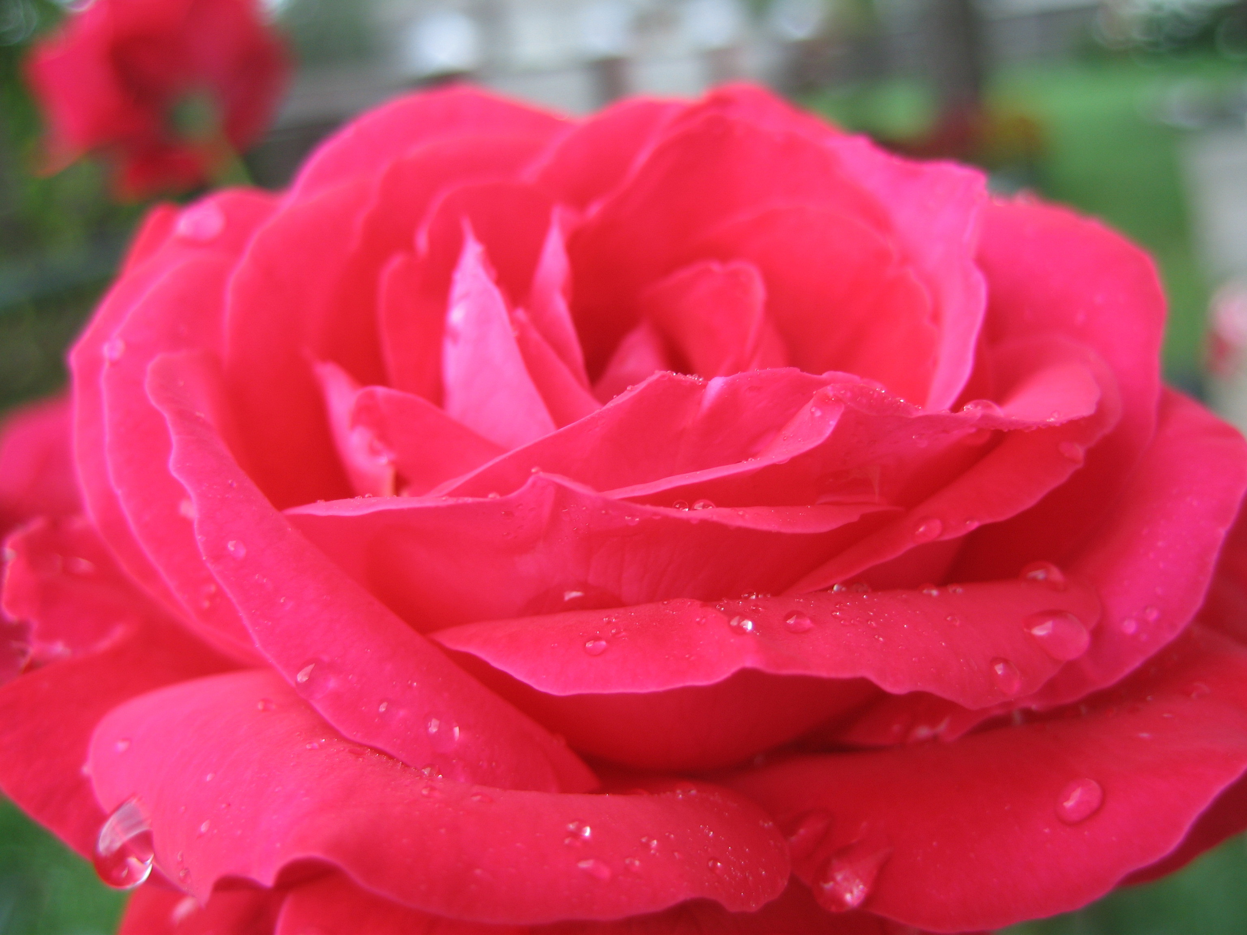 Лето на даче в деревне