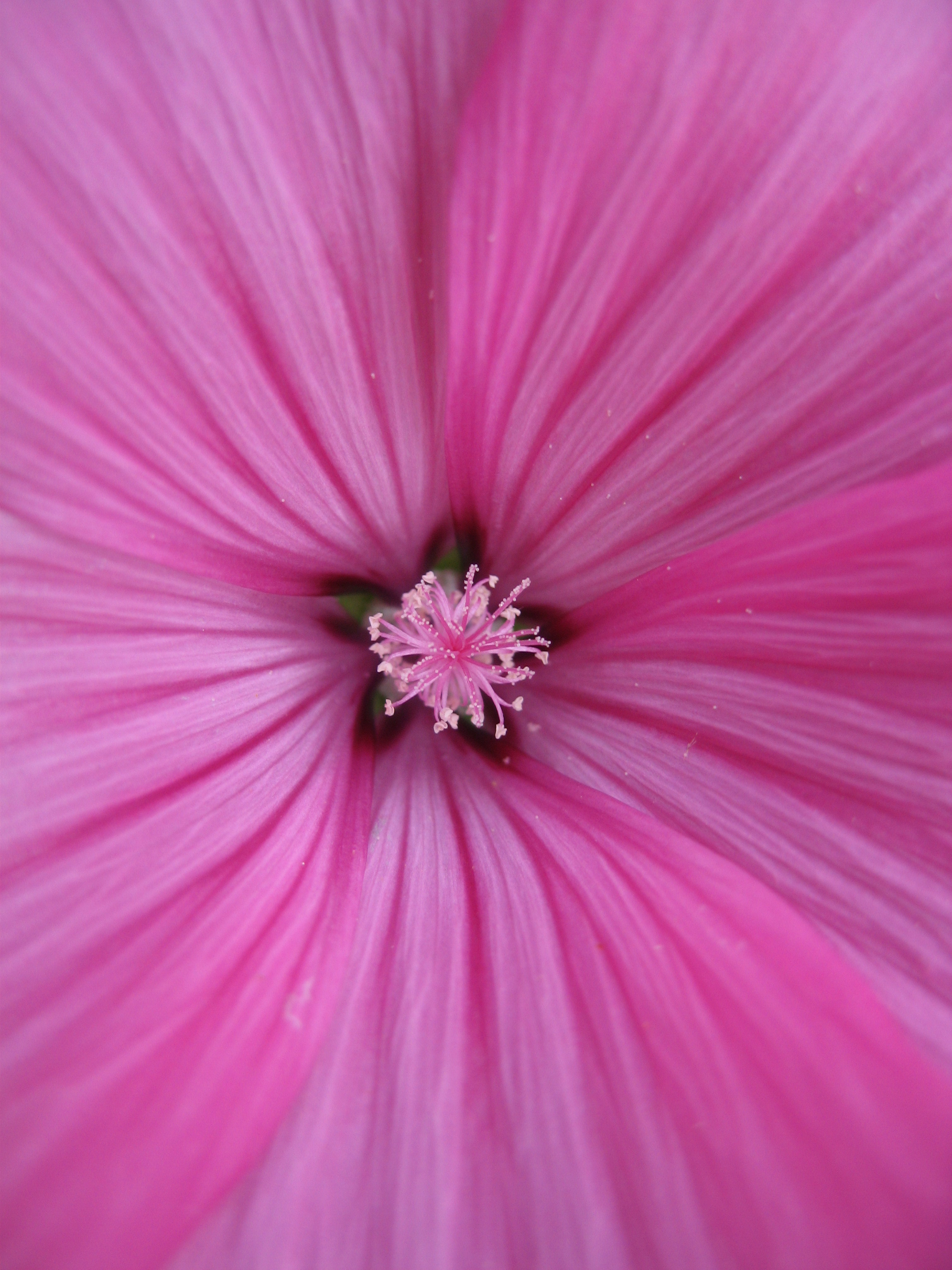 Лето на даче в деревне