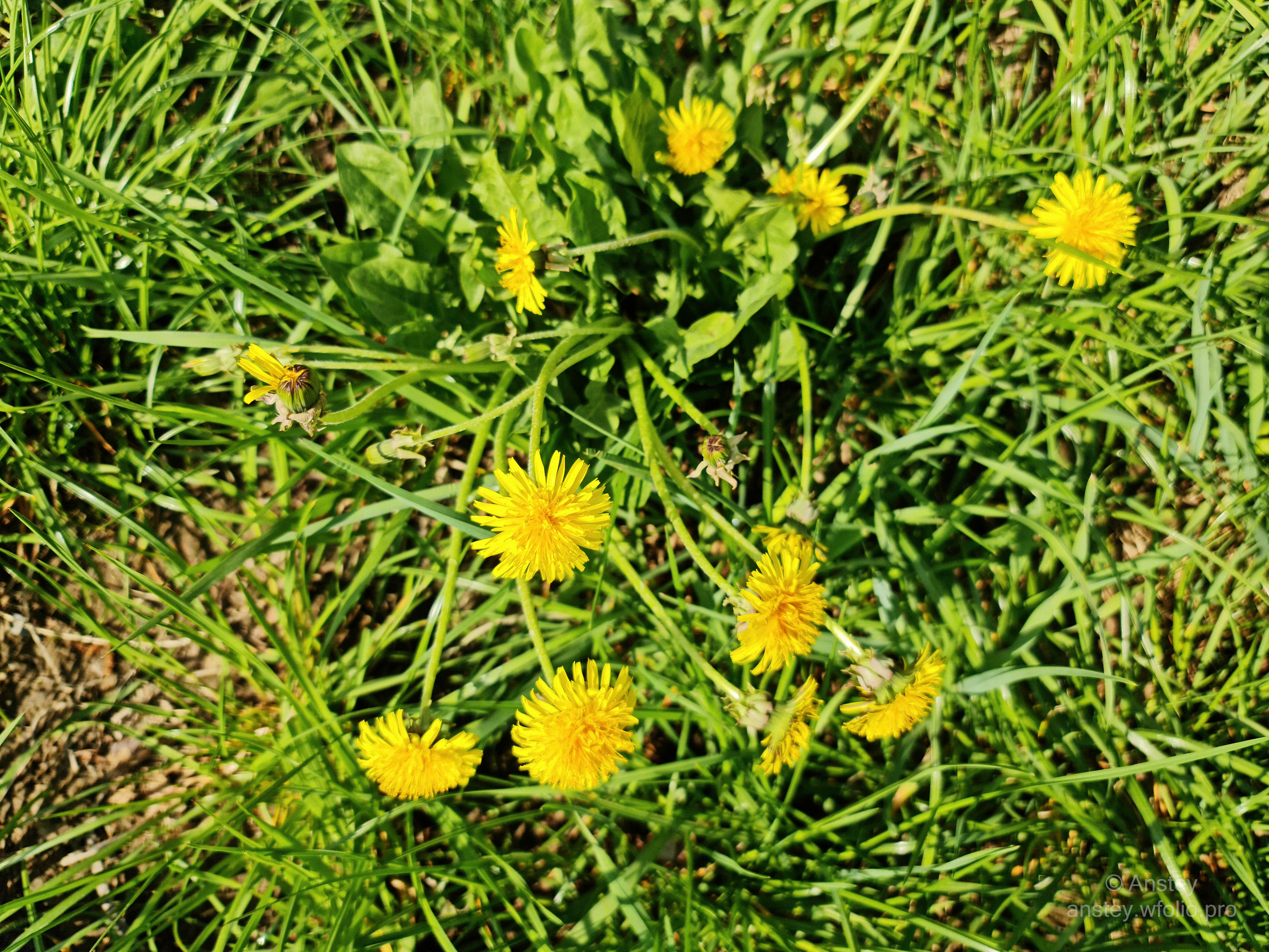 Жёлтые одуванчики на фоне зелёной травы в солнечный день весной