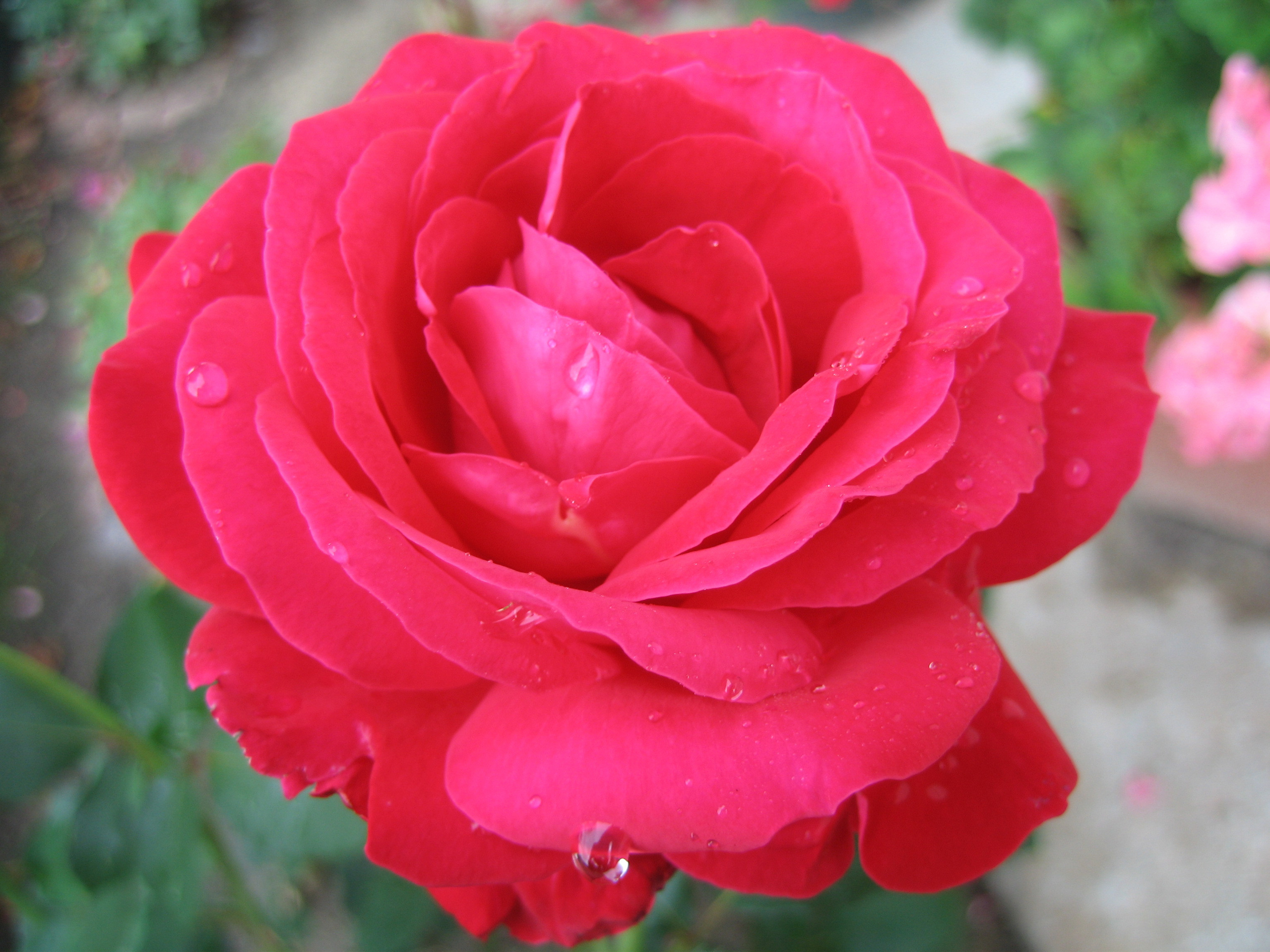 Лето на даче в деревне