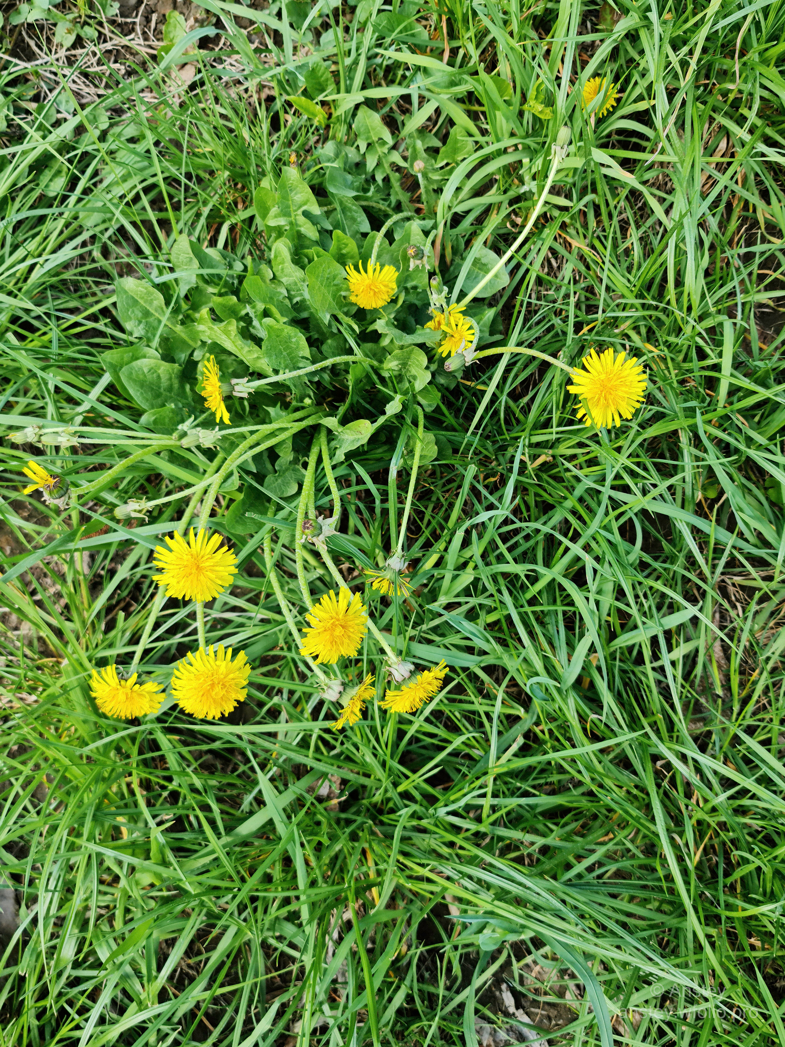 Жёлтые одуванчики в зелёной траве