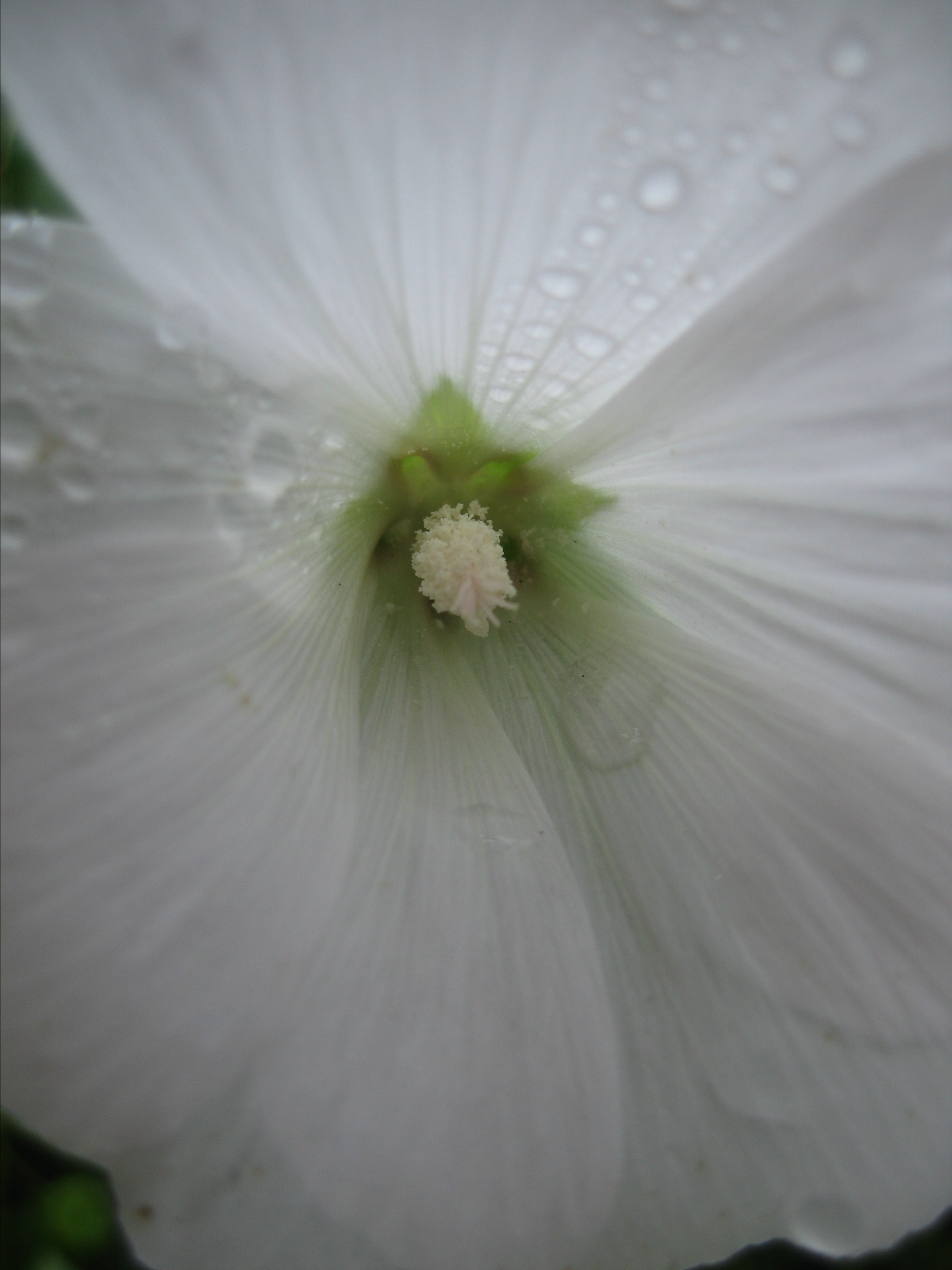 Лето на даче в деревне