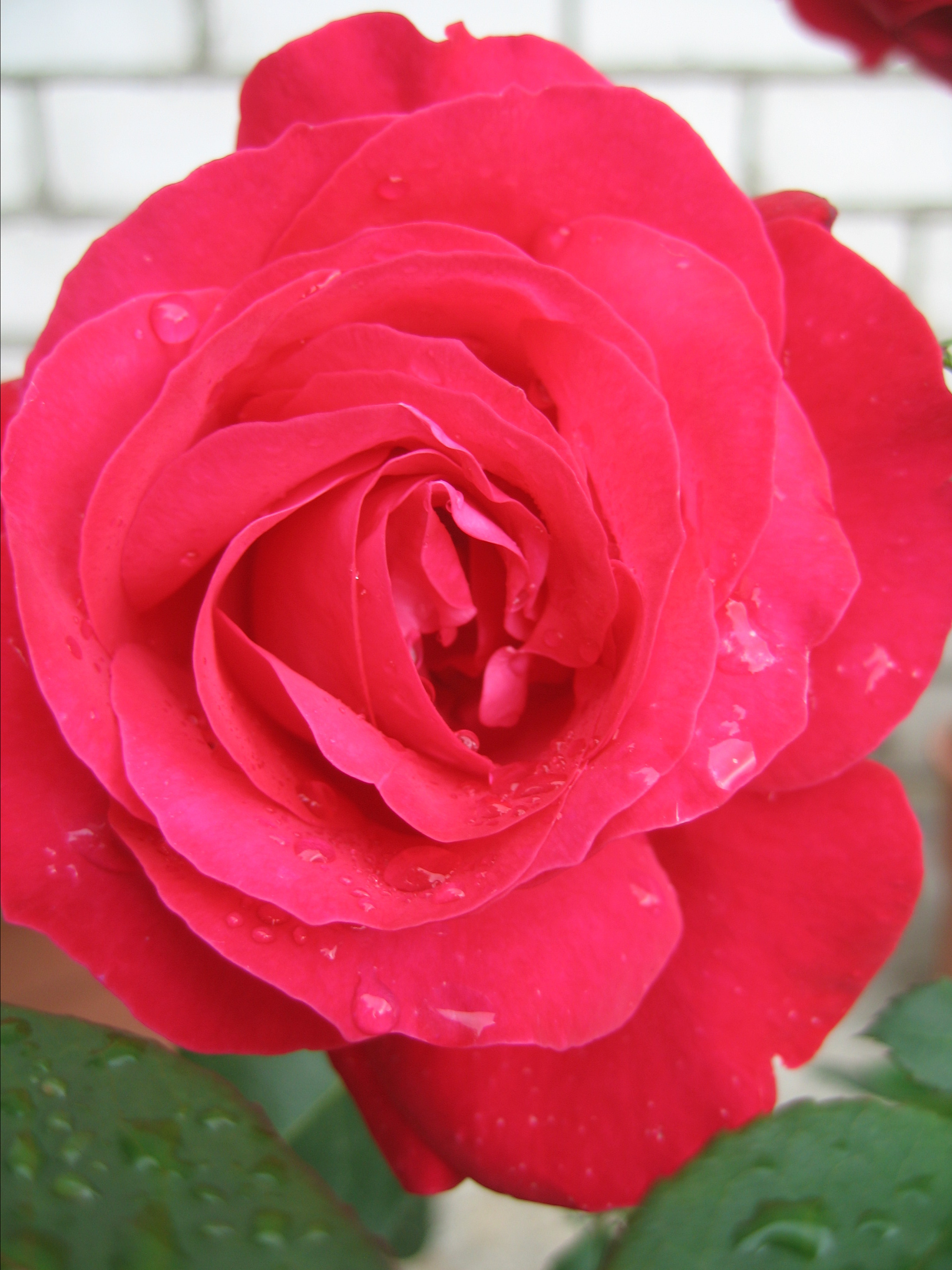 Лето на даче в деревне