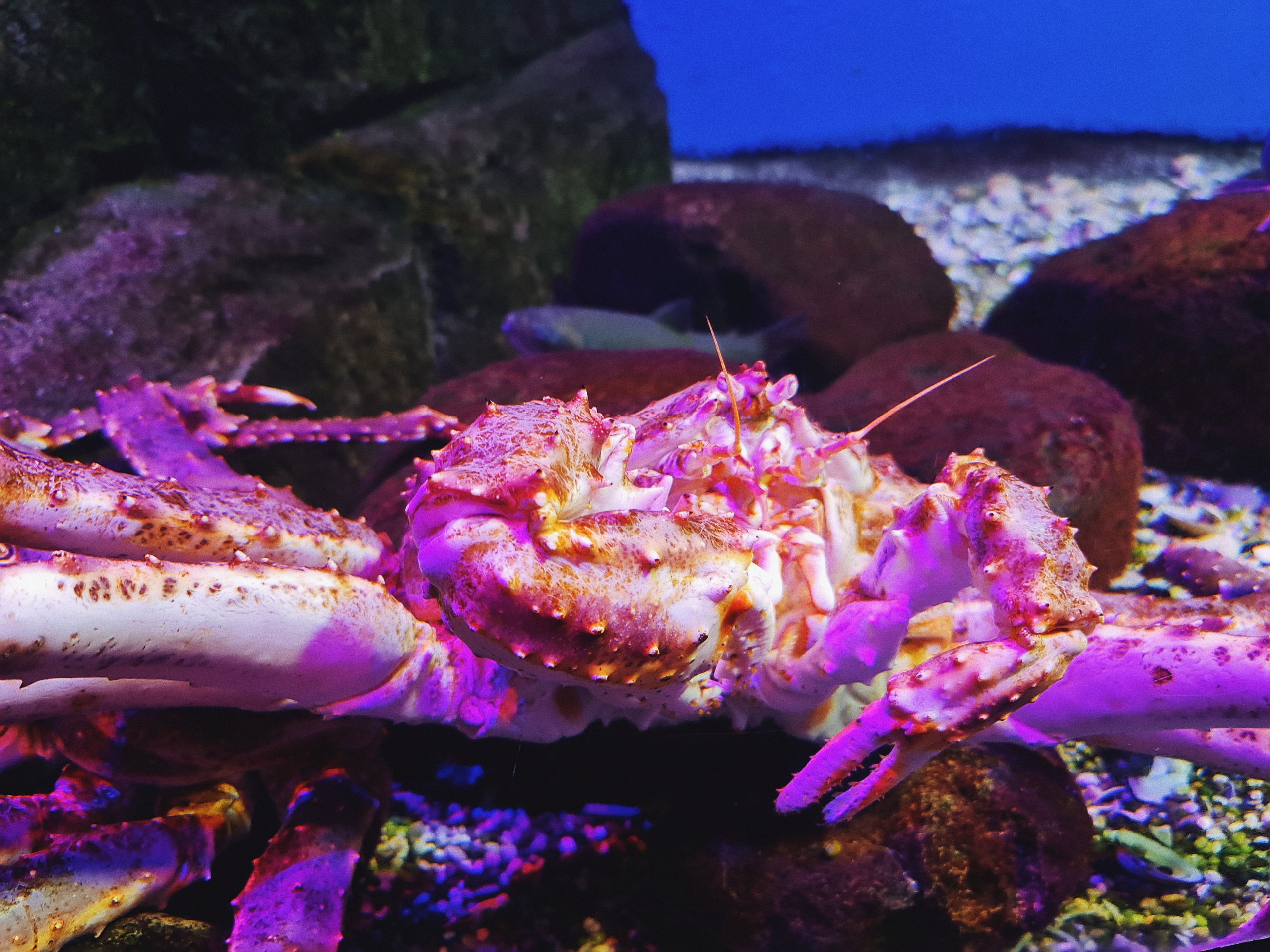 Москвариум на ВДНХ, фото