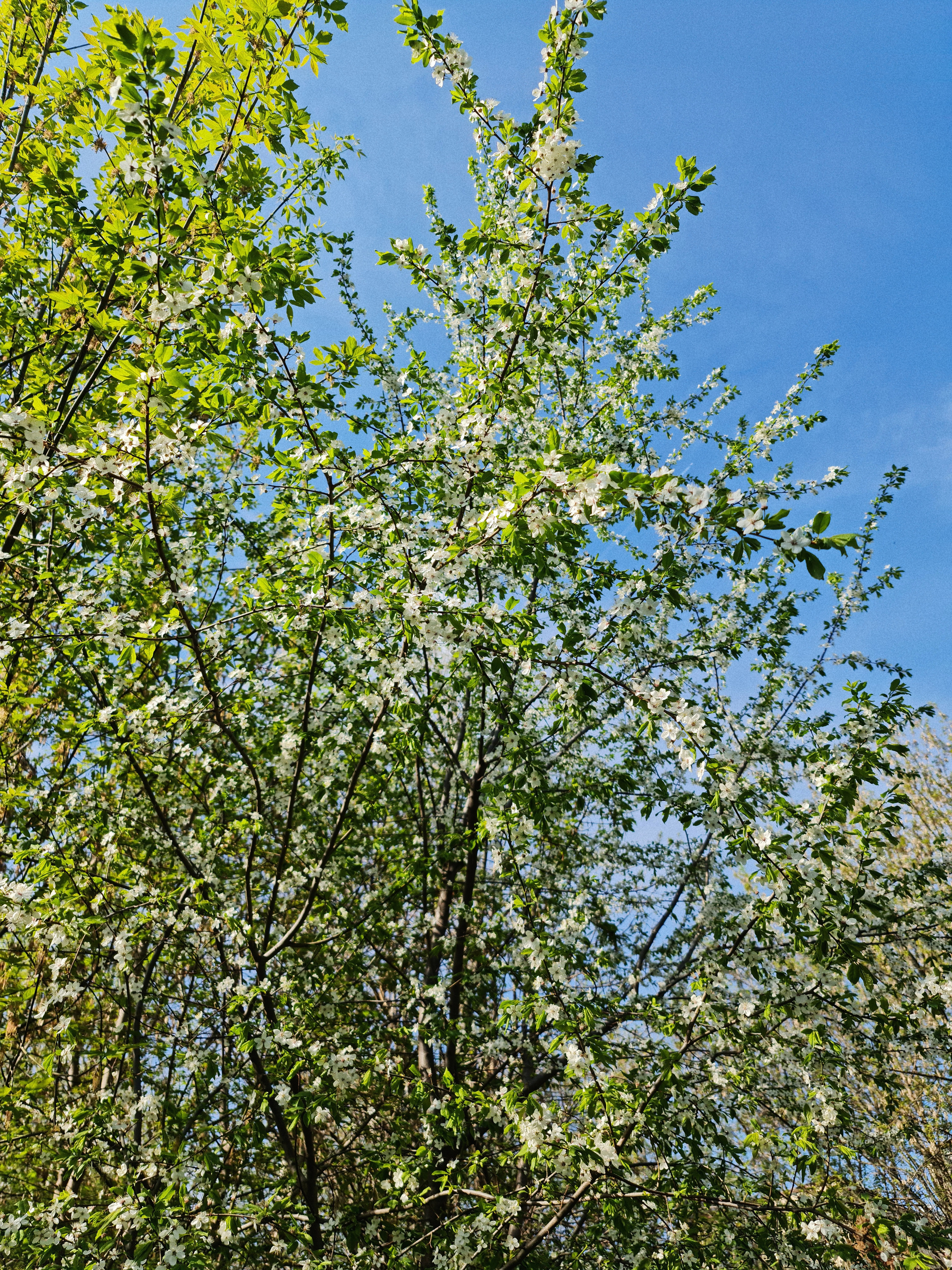 Цветение деревьев весной, красивые эстетичные обои для телефона.