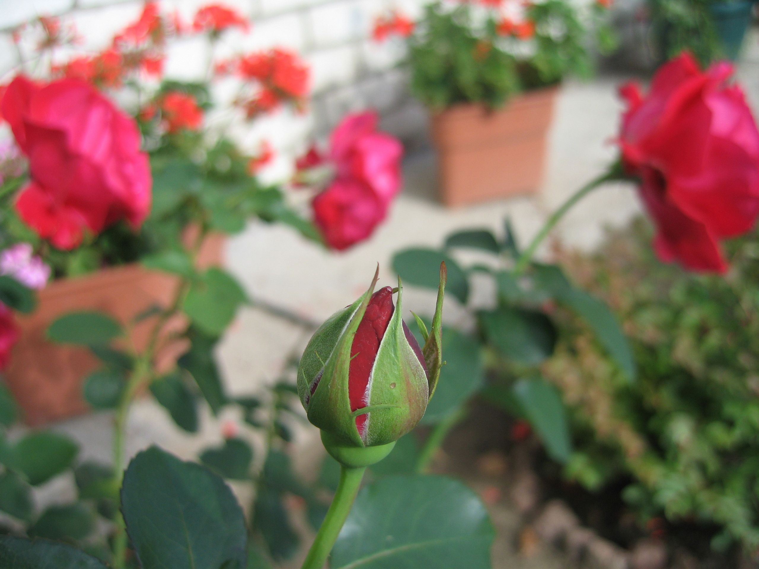 Лето на даче в деревне