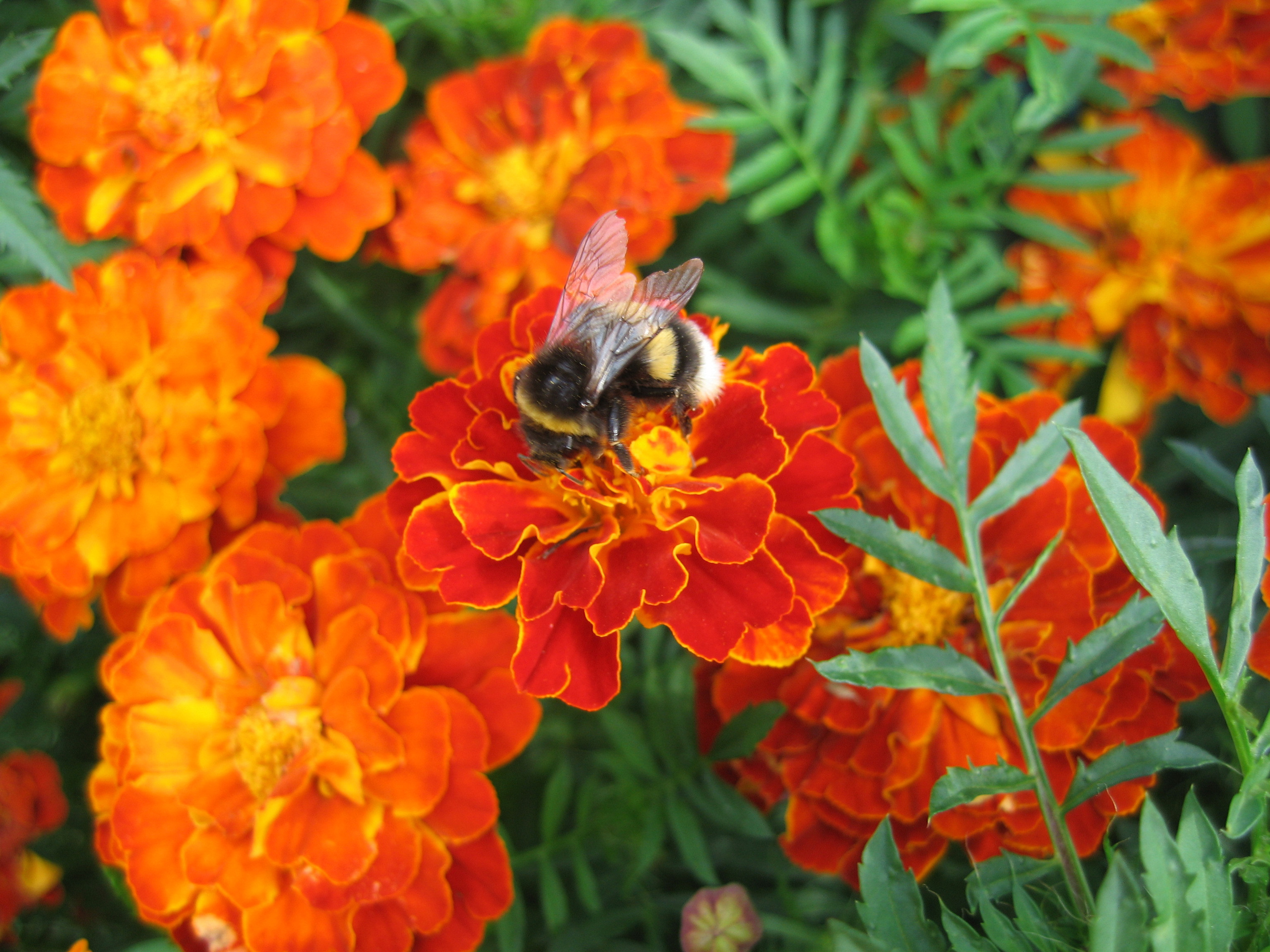 Шмель на цветке бархатцев. Шмели - род перепончатокрылых насекомых из семейства настоящих пчёл, во многих отношениях близкий медоносным пчёлам. Около 300 видов шмелей обитают в Северной Евразии, Северной Америке, Южной Америке, Северной Африке, а также в горах некоторых других регионов. -wikipedia