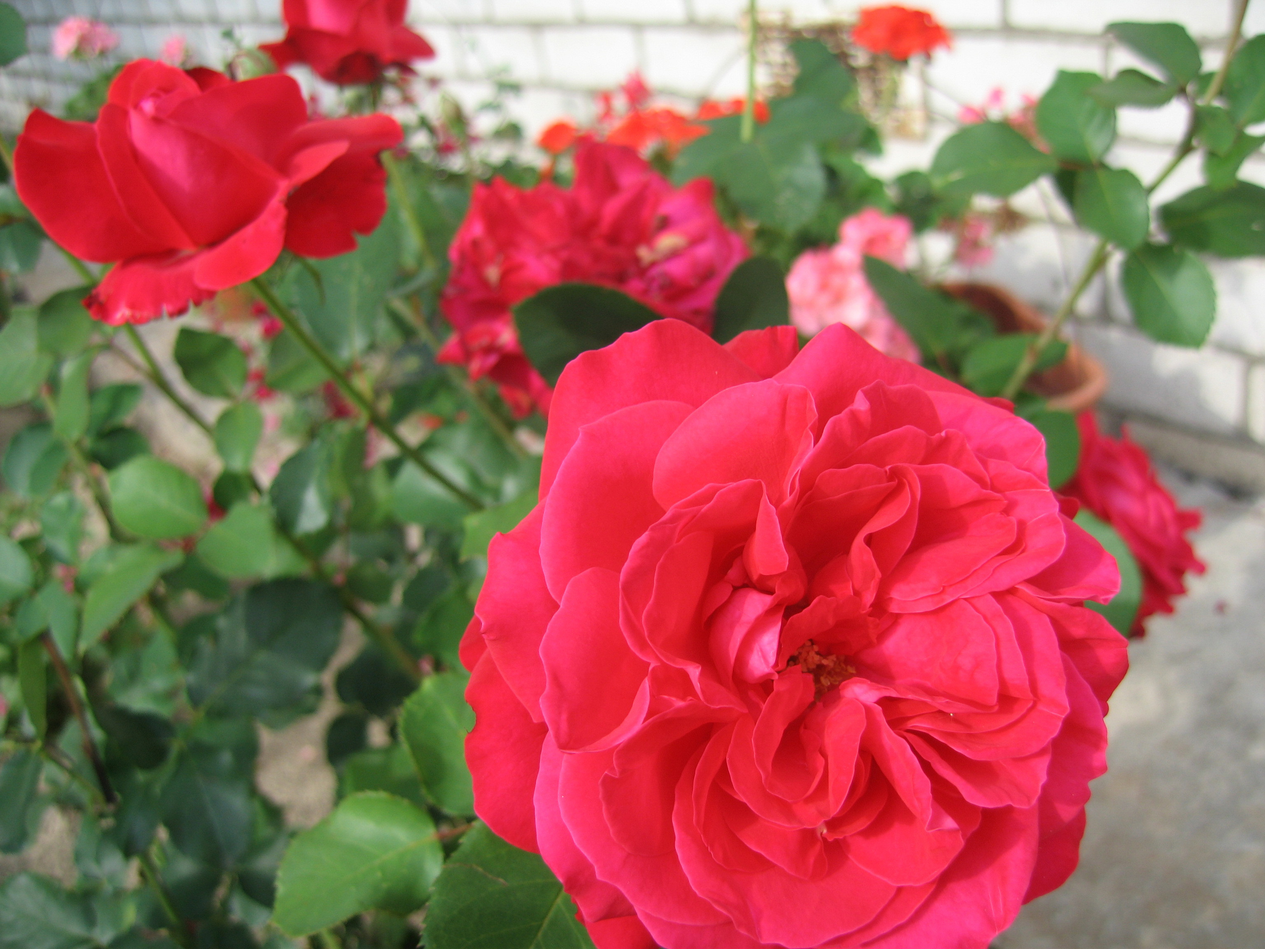 Лето на даче в деревне