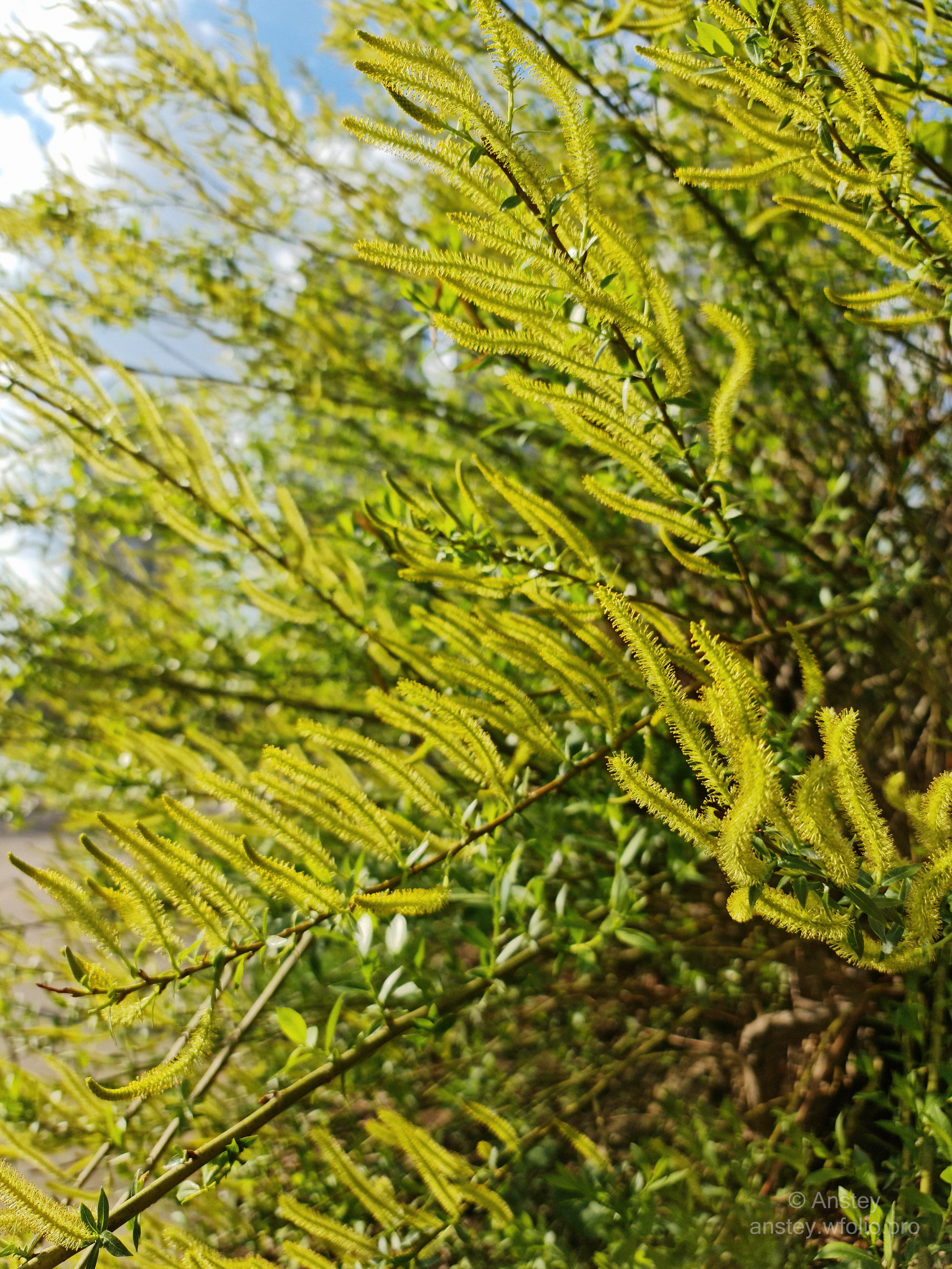 Растения весной