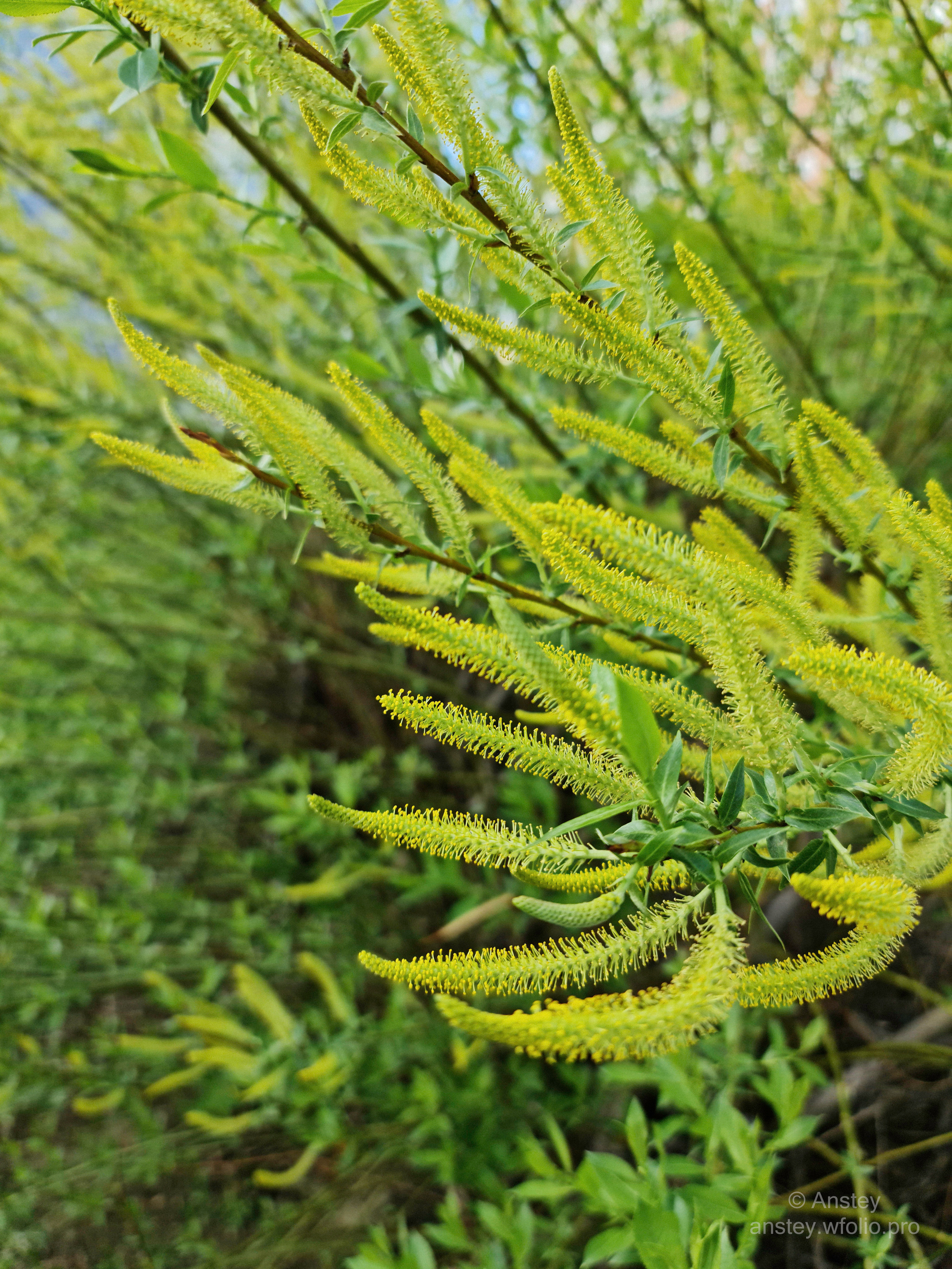 Цветение весной