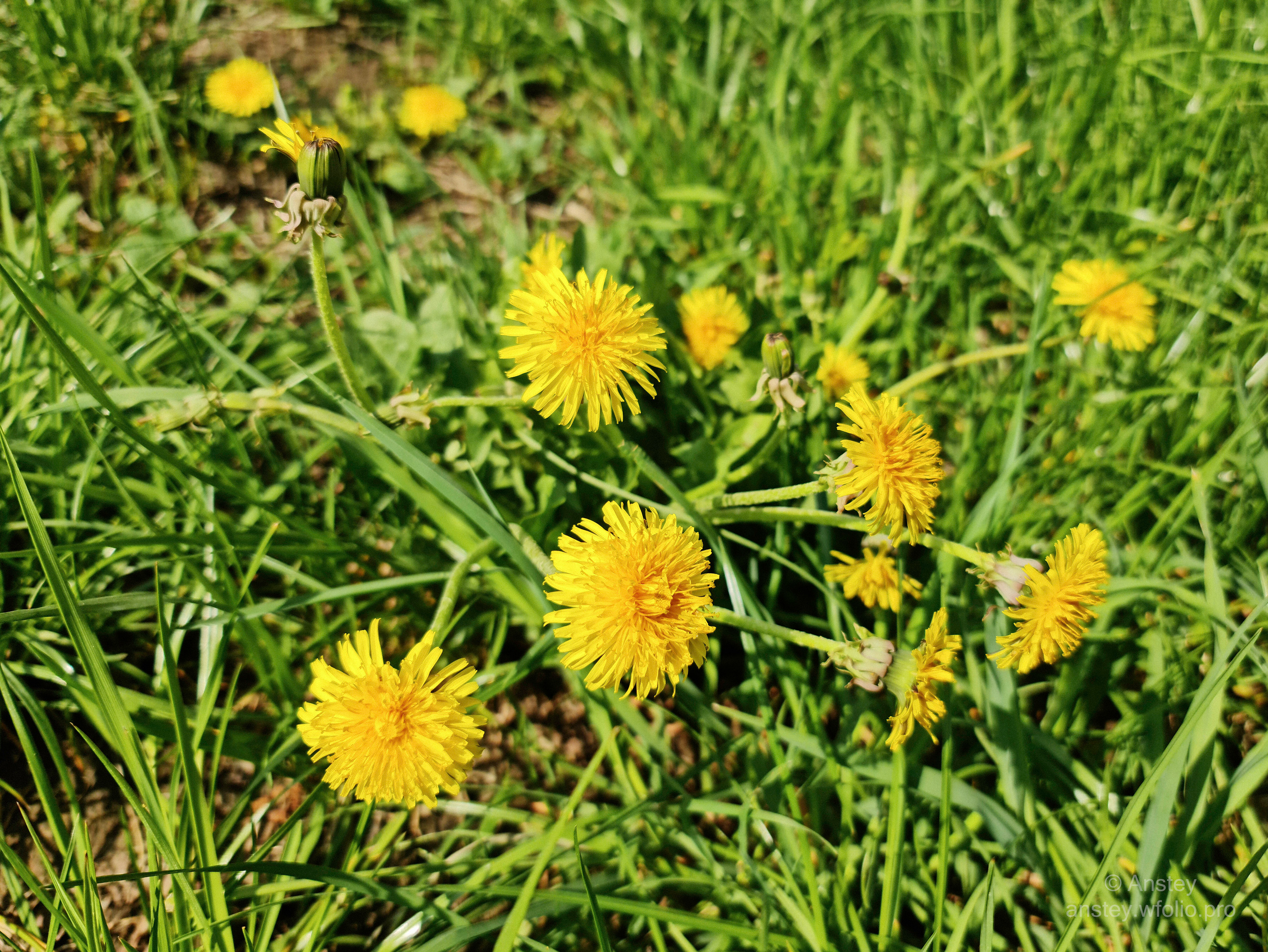 Жёлтые одуванчики на фоне зелёной травы весной в солнечный день