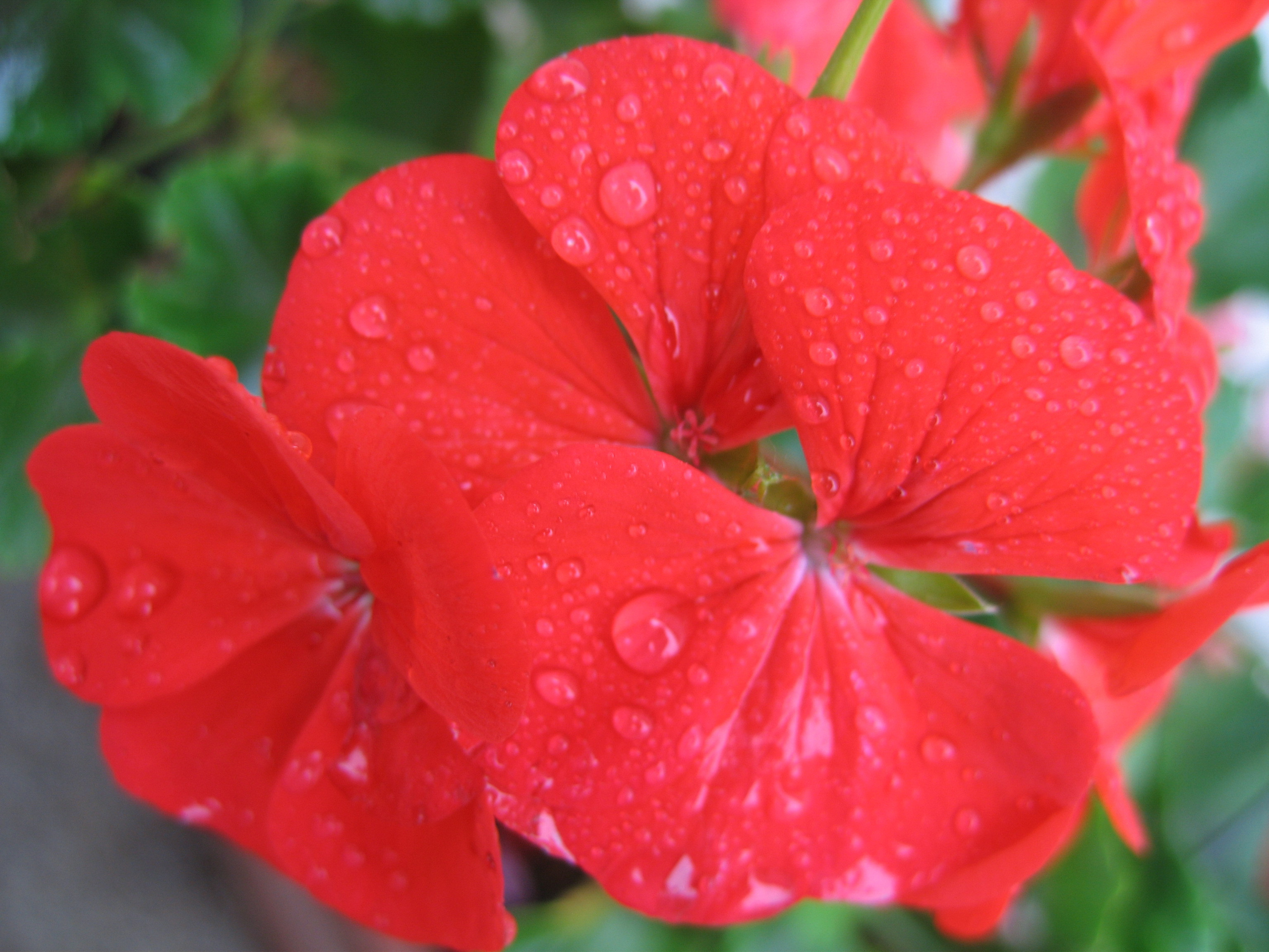 Лето на даче в деревне