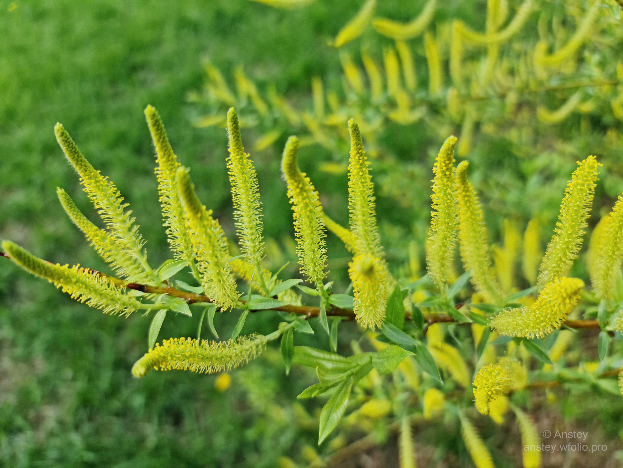 Жёлые цветы на фоне зелёной травы