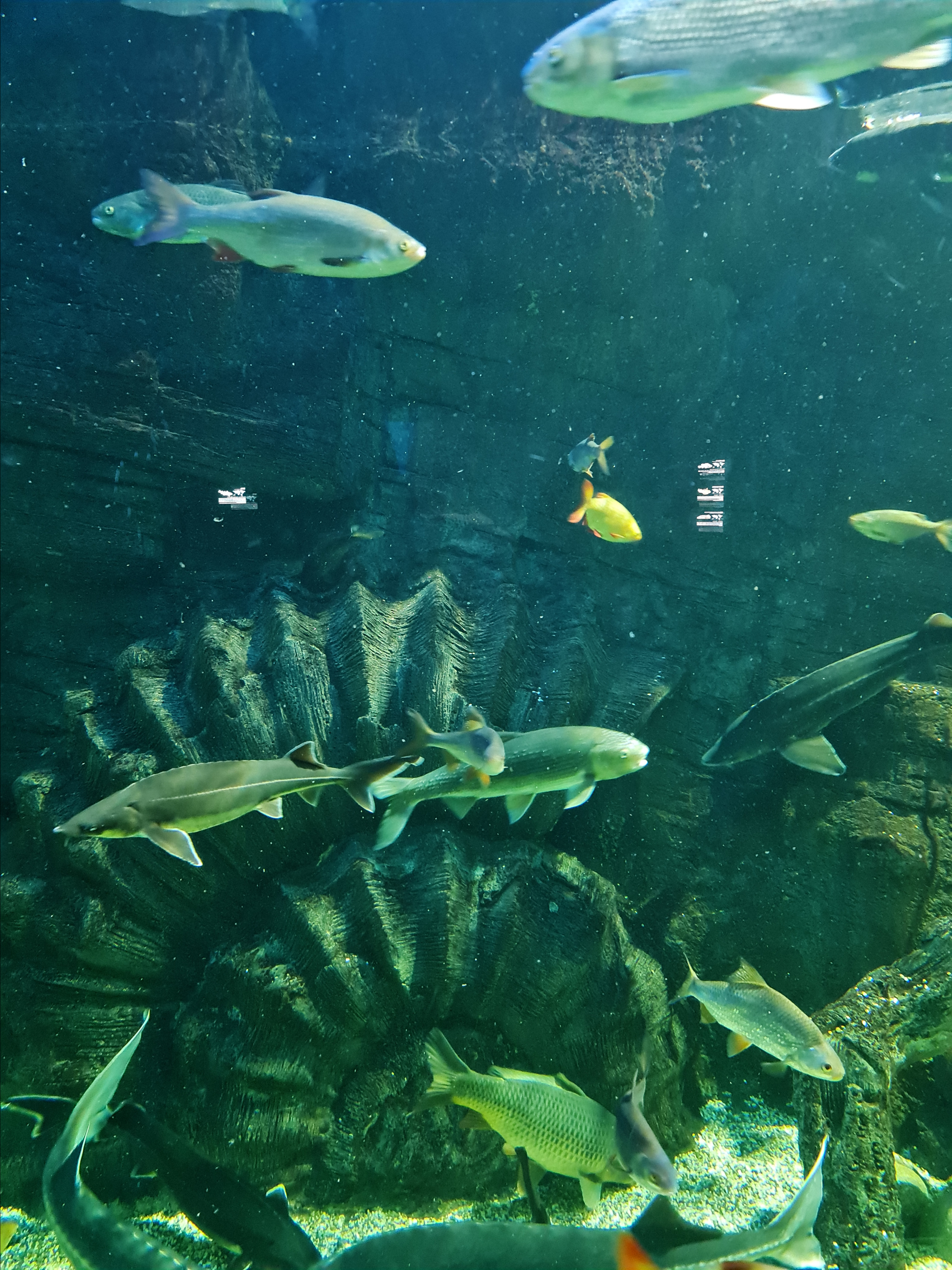 Москвариум на ВДНХ, фото