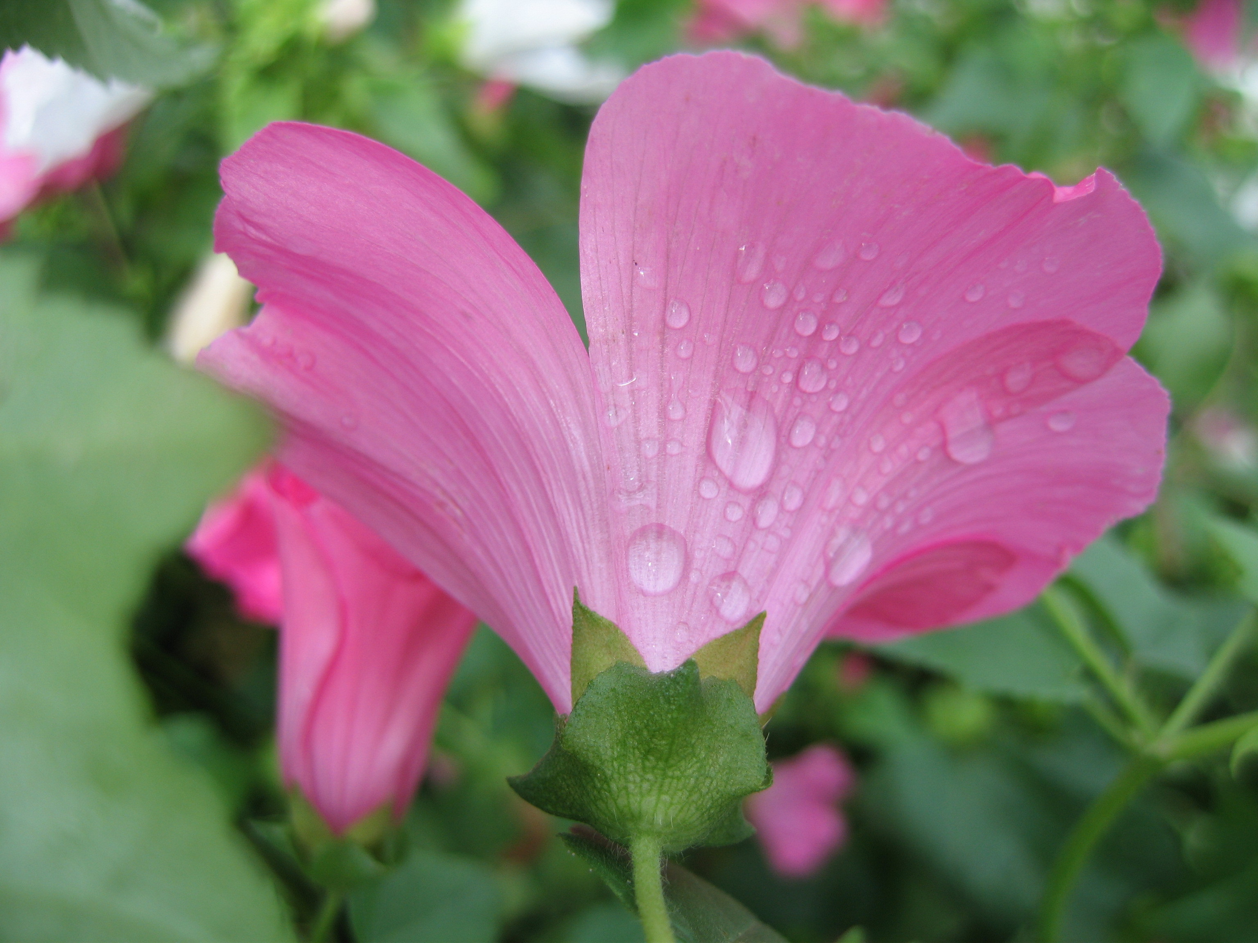Лето на даче в деревне
