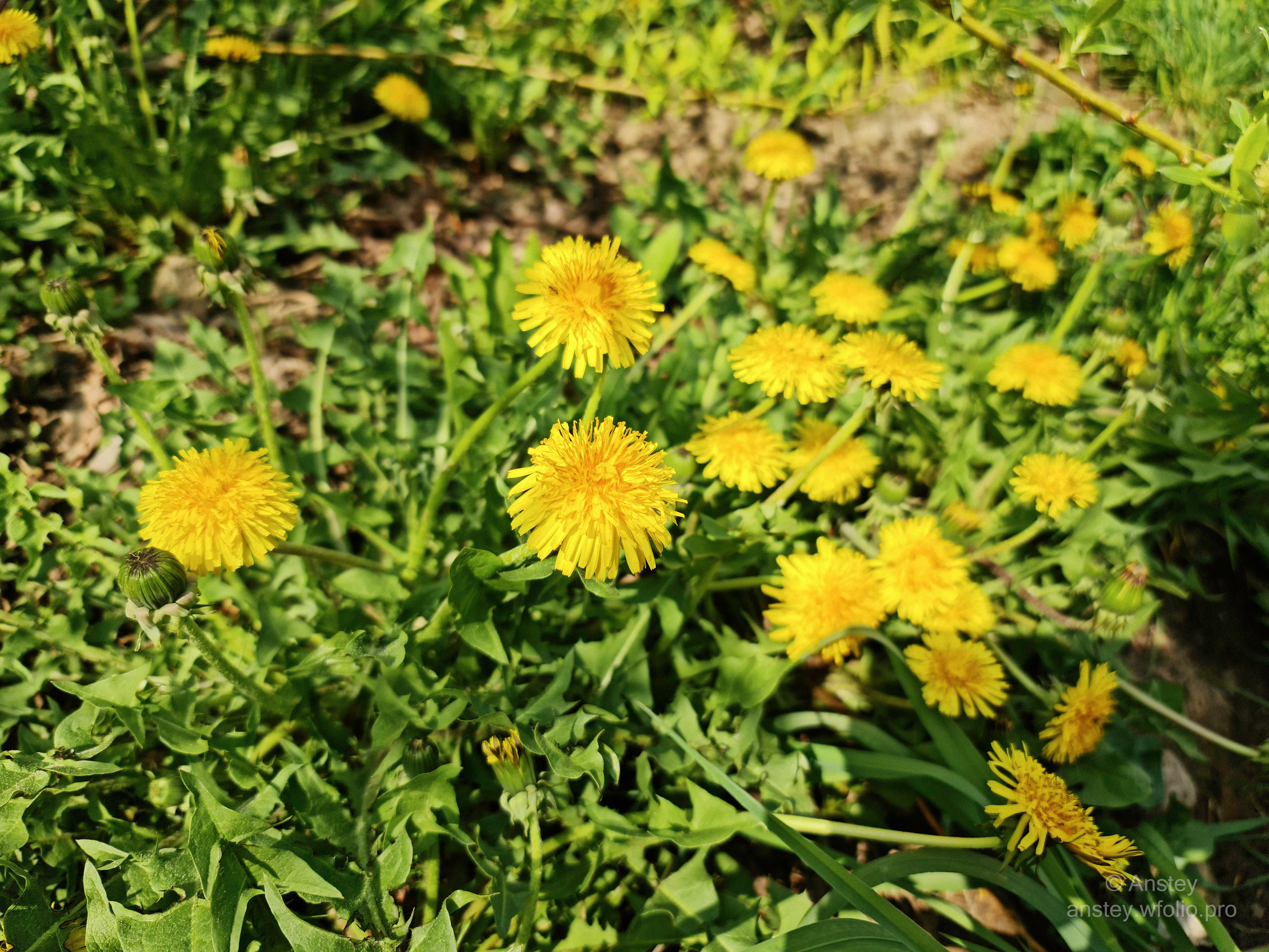 Жёлтые одуванчики в зелёной траве в солнечный день весной