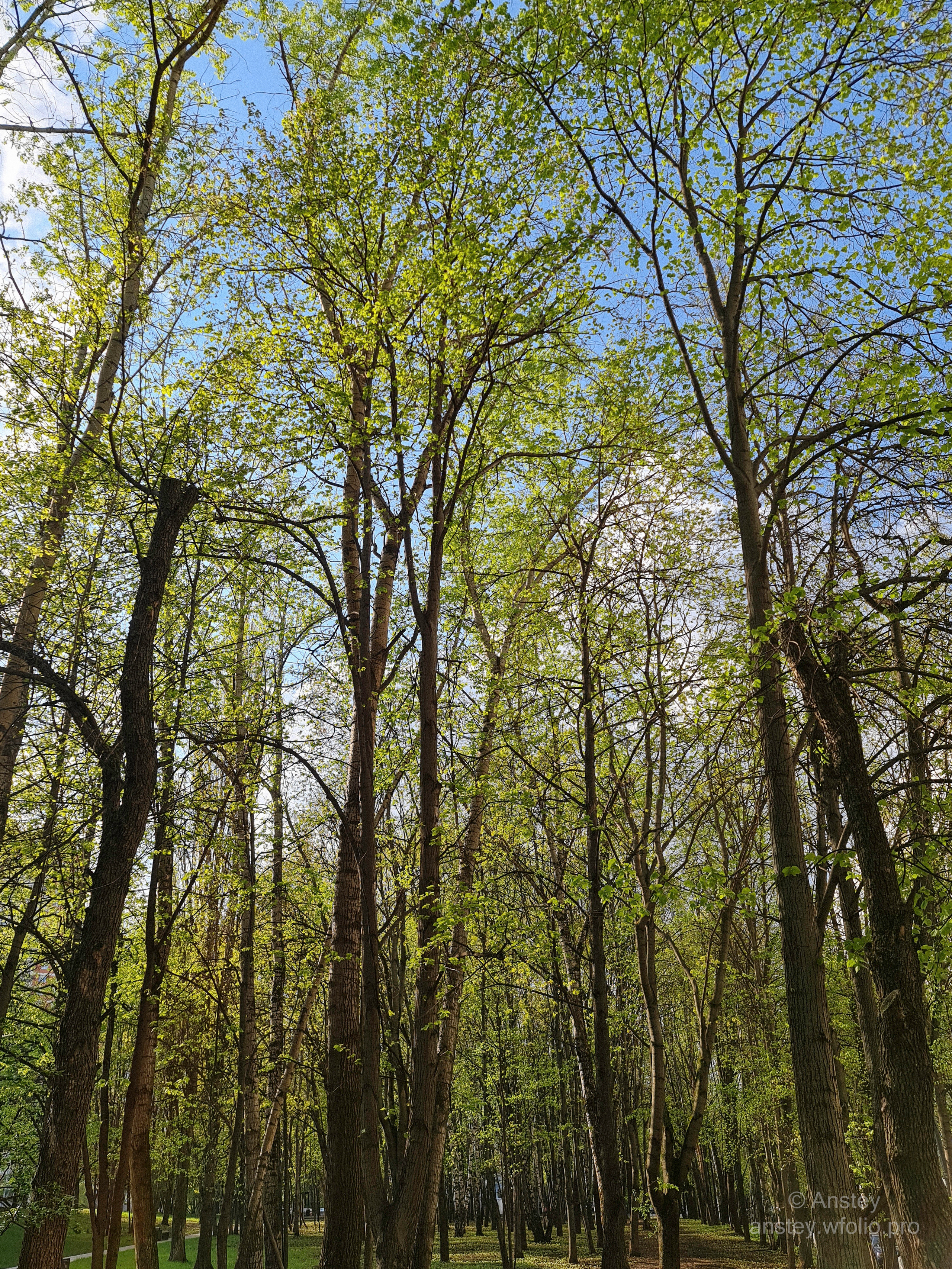 Деревья весной, вид снизу