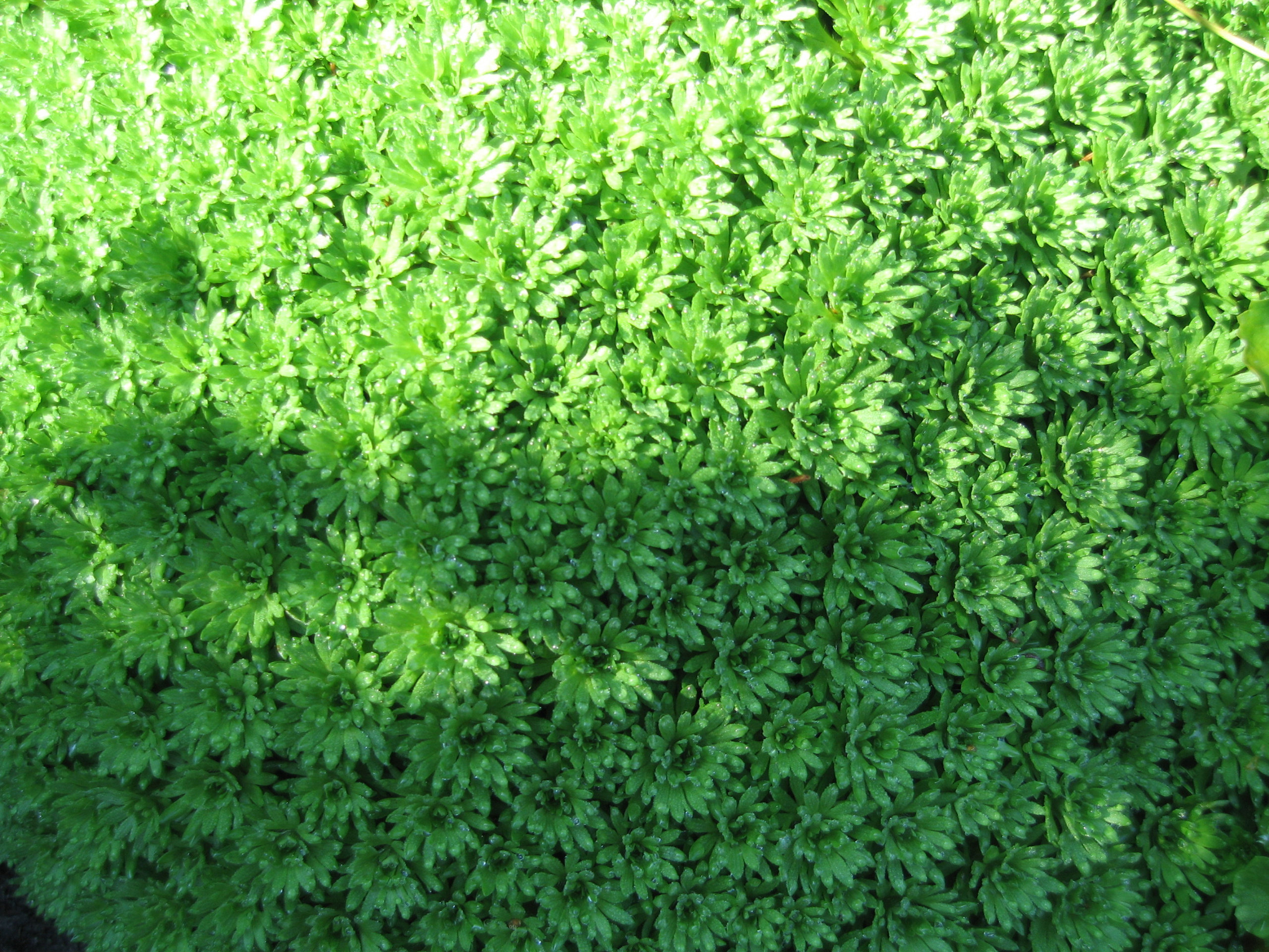 Зеленый мох