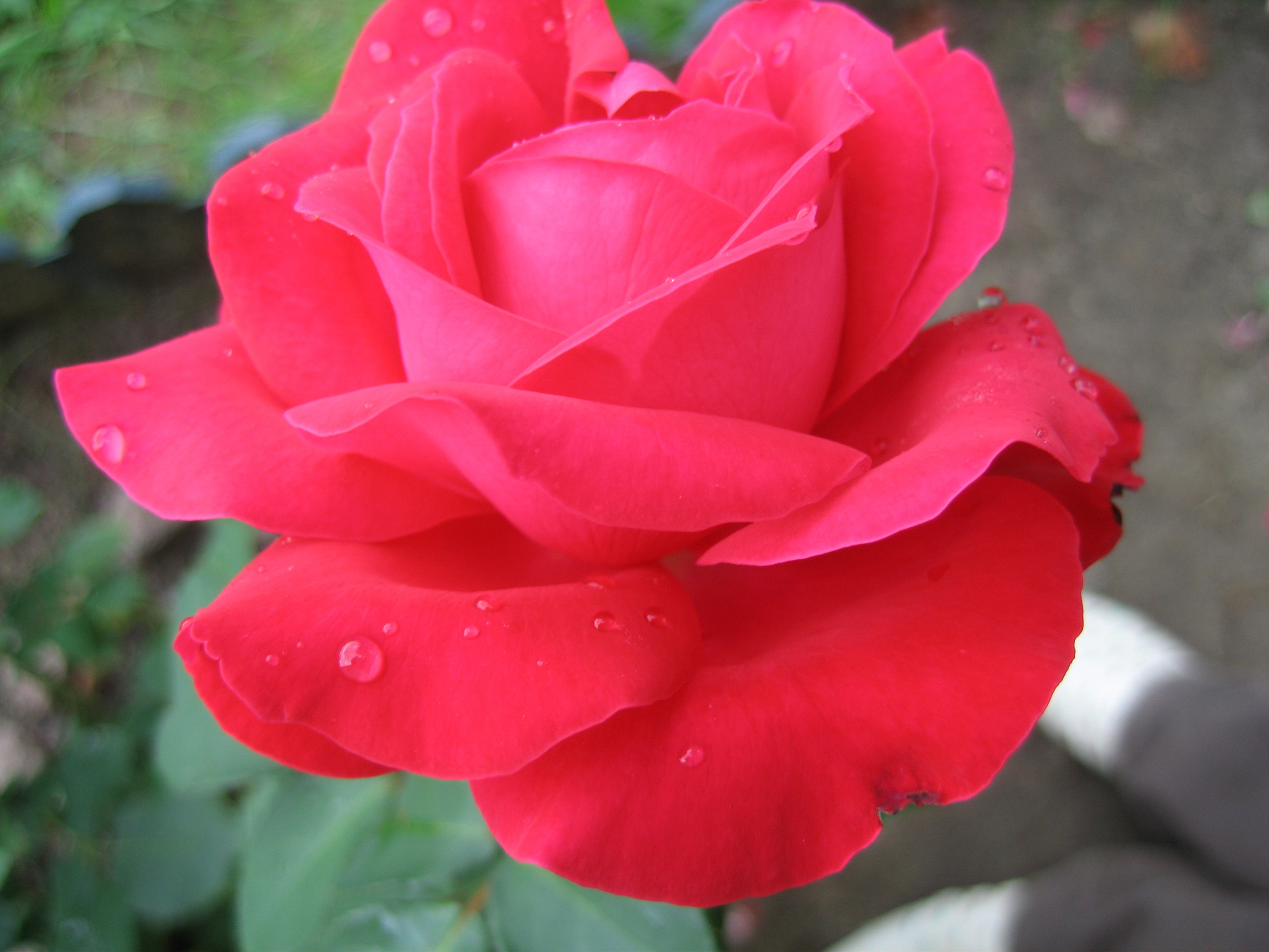 Лето на даче в деревне