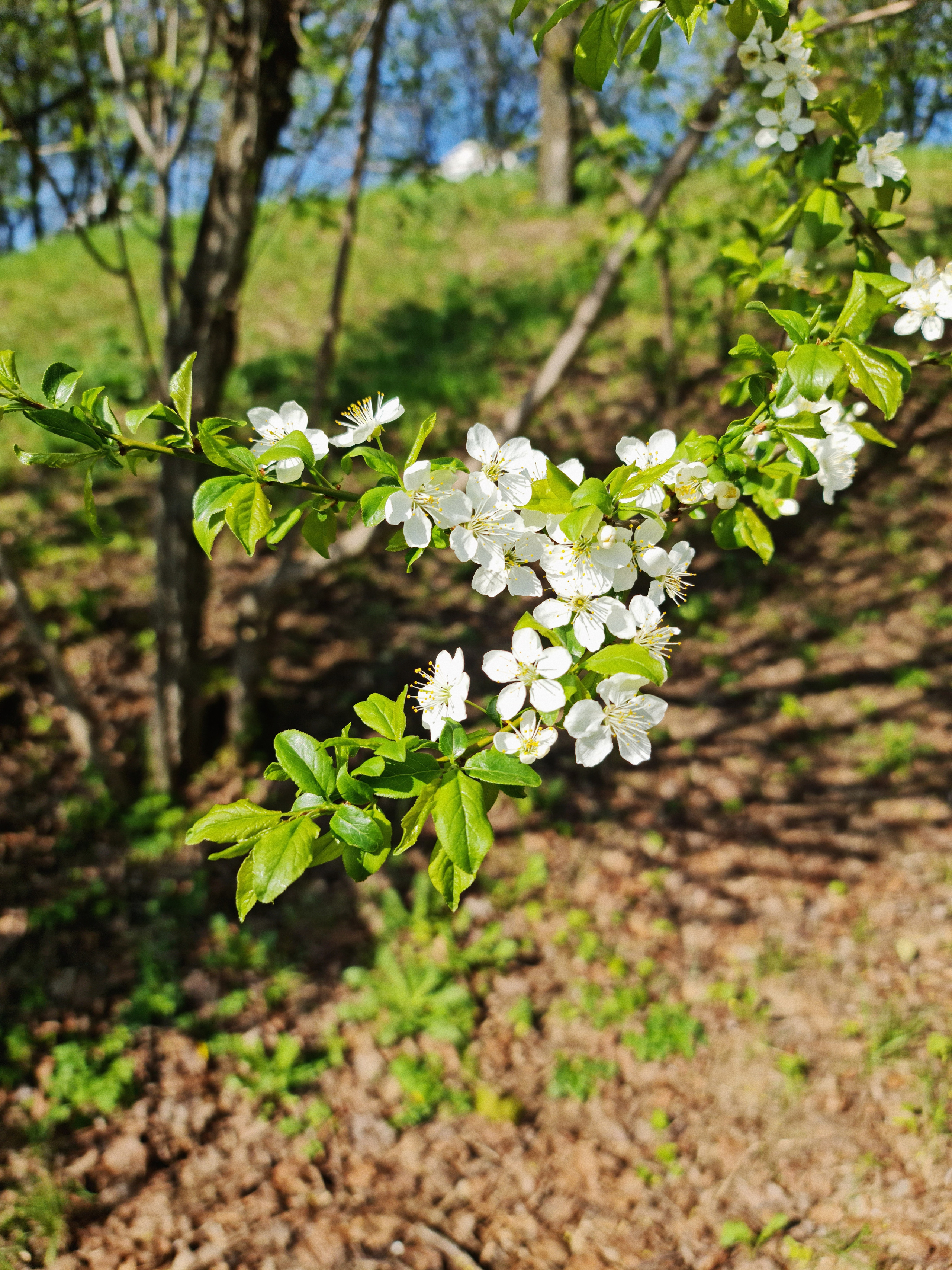 Цветущая ветка дерева весной. Скачать красивые эстетичные обои для телефона.