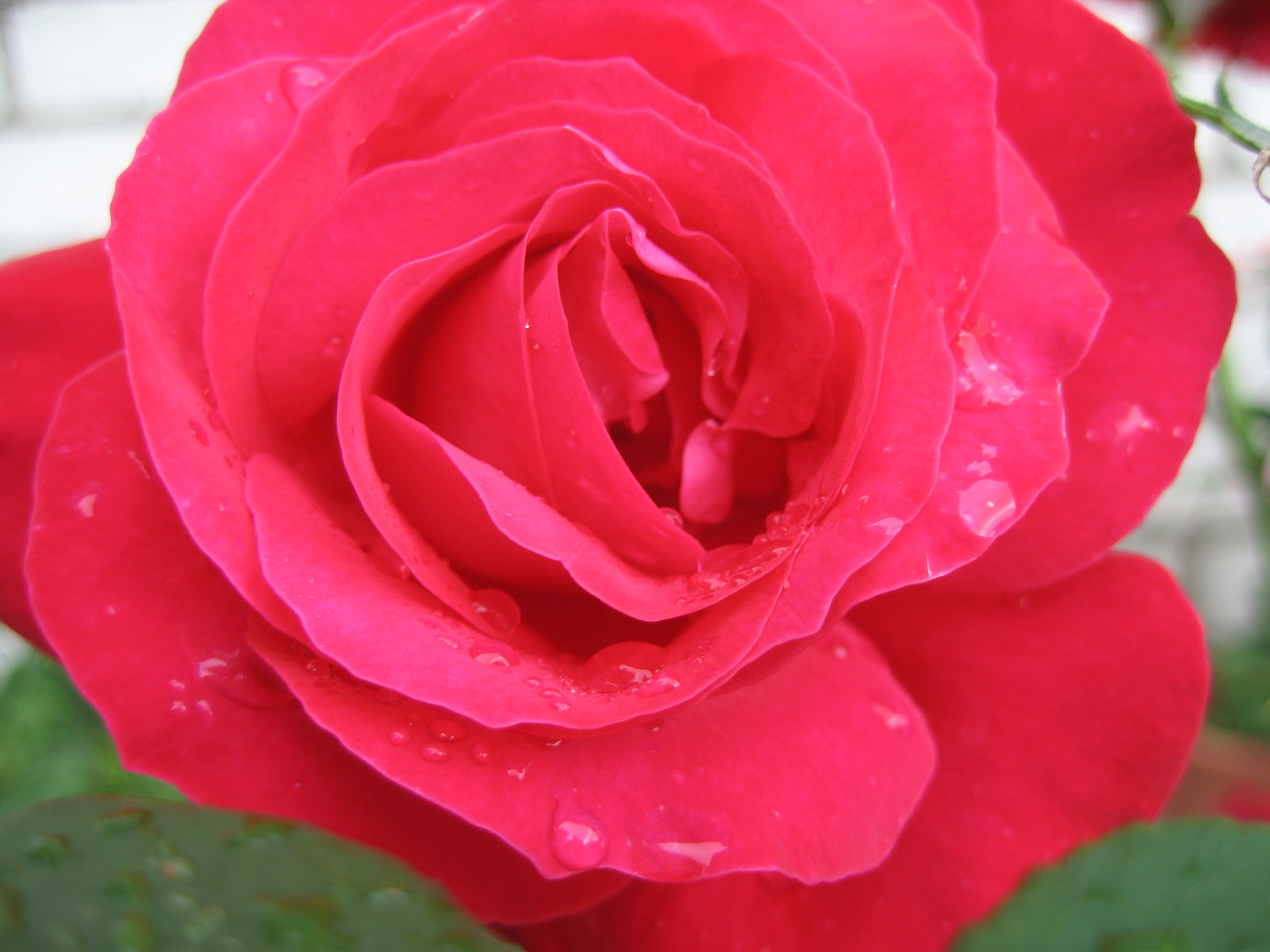 Лето на даче в деревне