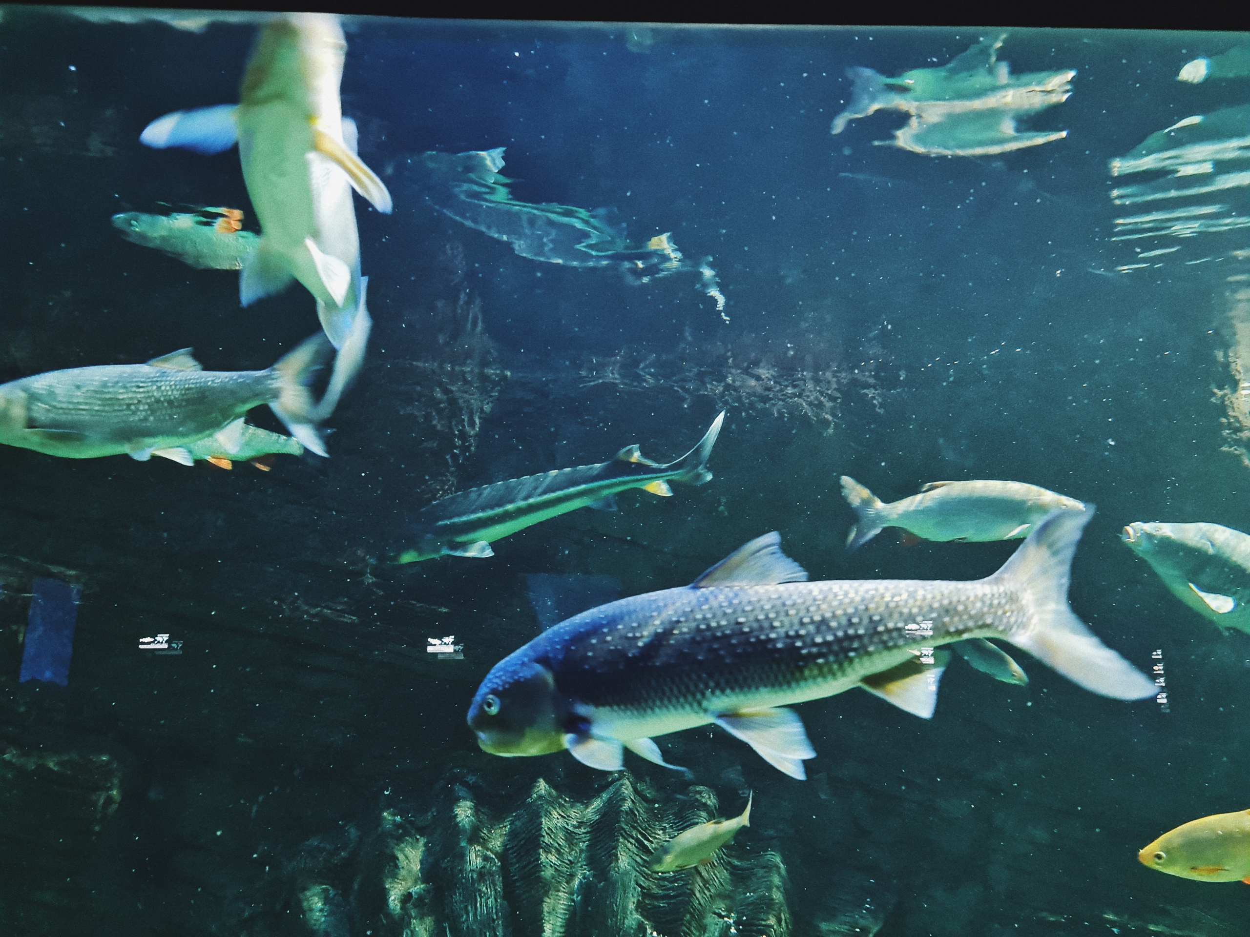 Москвариум на ВДНХ, фото