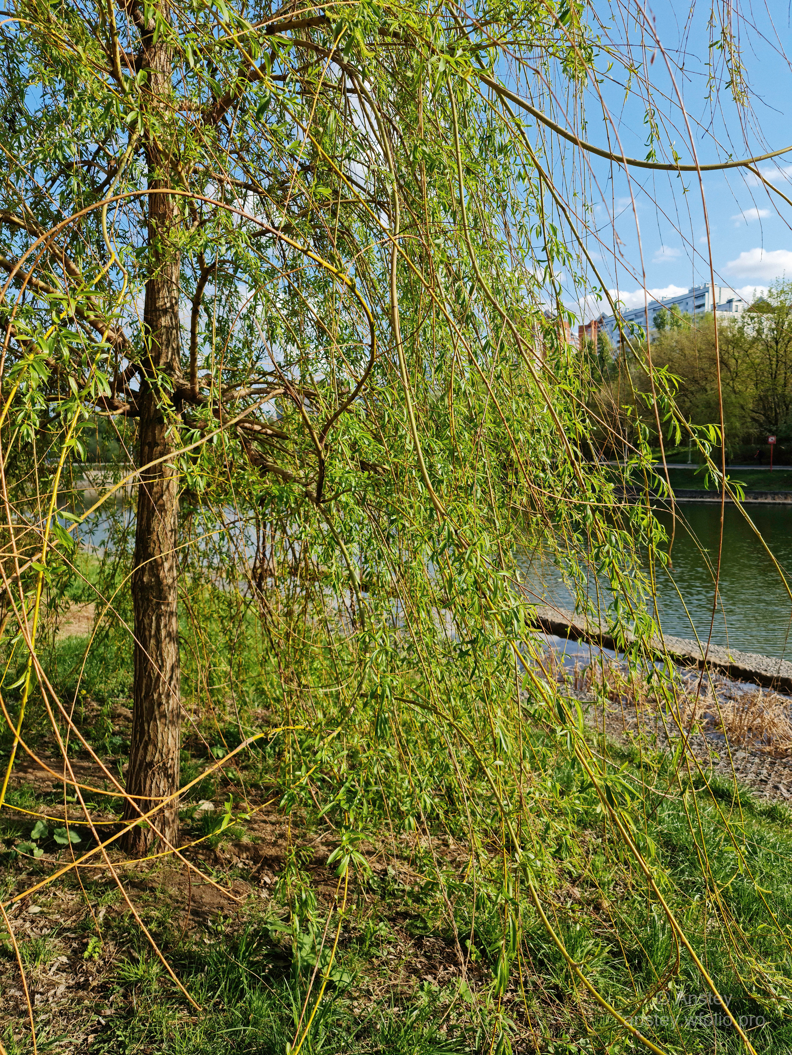 Ива весной в парке около пруда